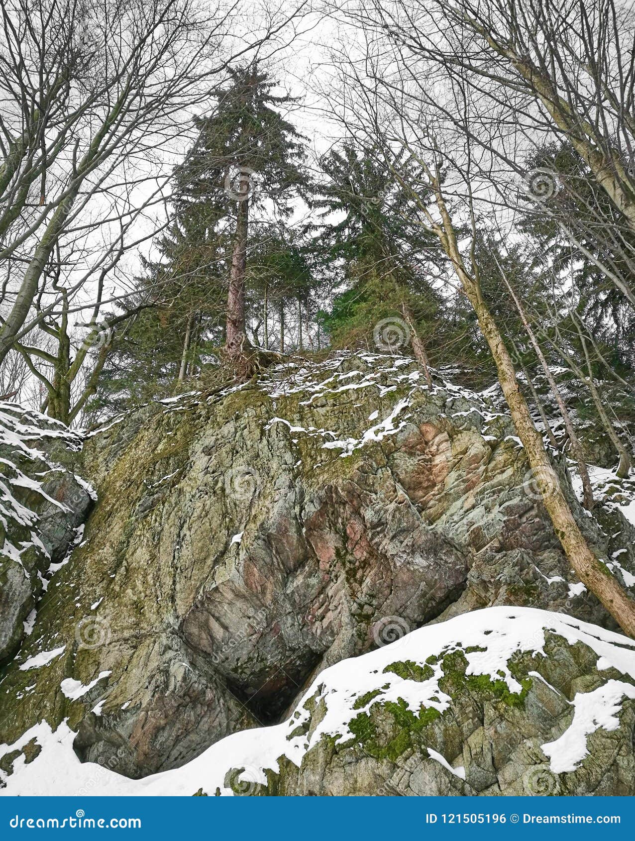 Majestic pine trees stock photo. Image of scenic, majestic 121505196