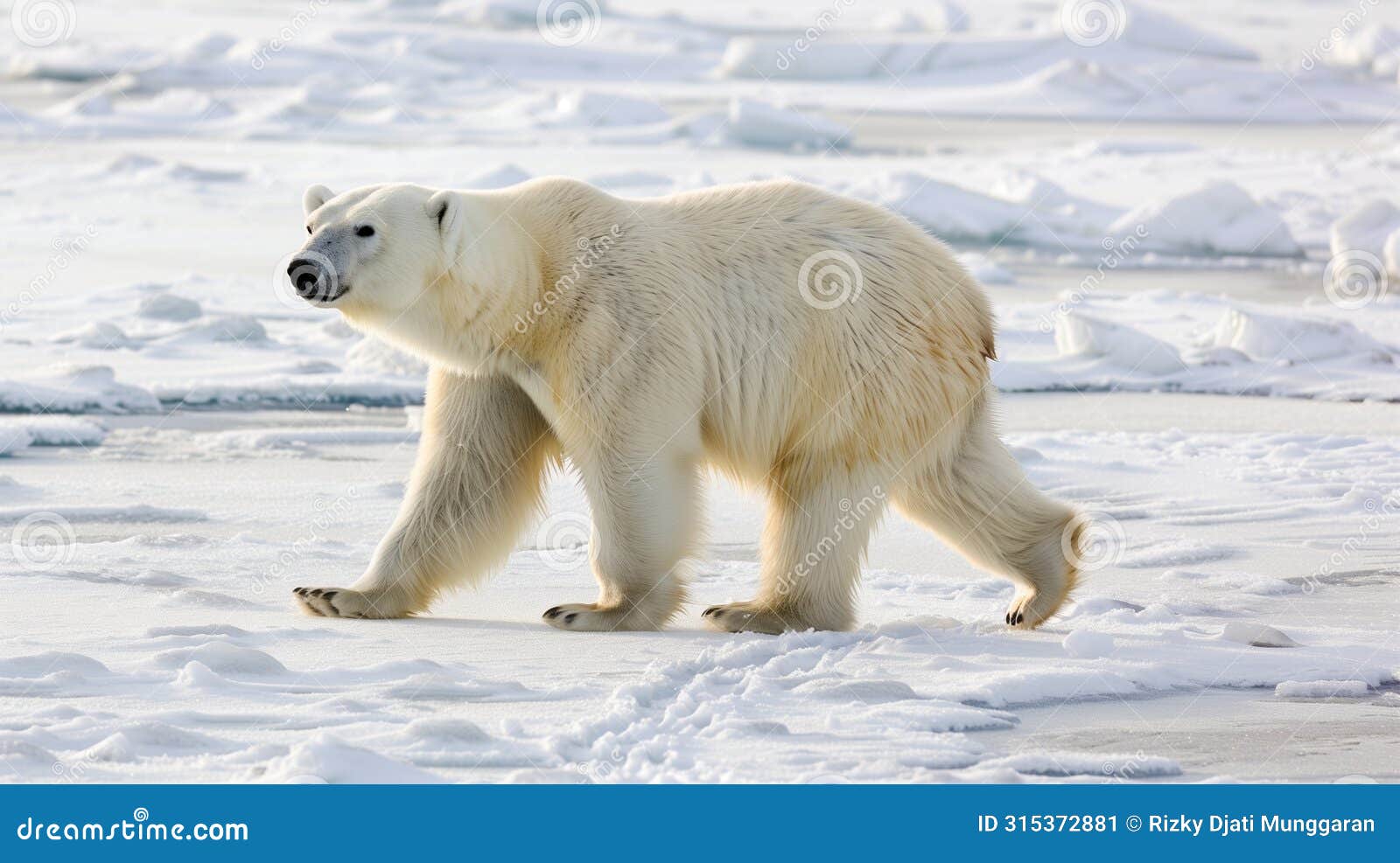 majestic polar bear traversing serene snowy wilderness in arctic habitat