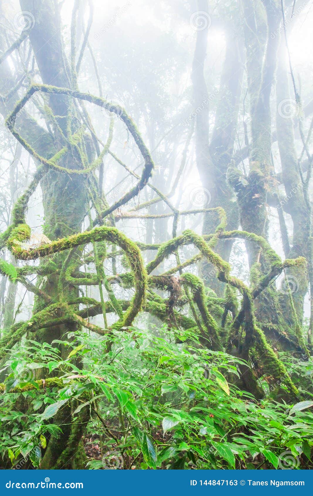 majestic pure nature, fresh moss and lichen in the root of old trees, ancient tropical forest in the mist backgrounds. the