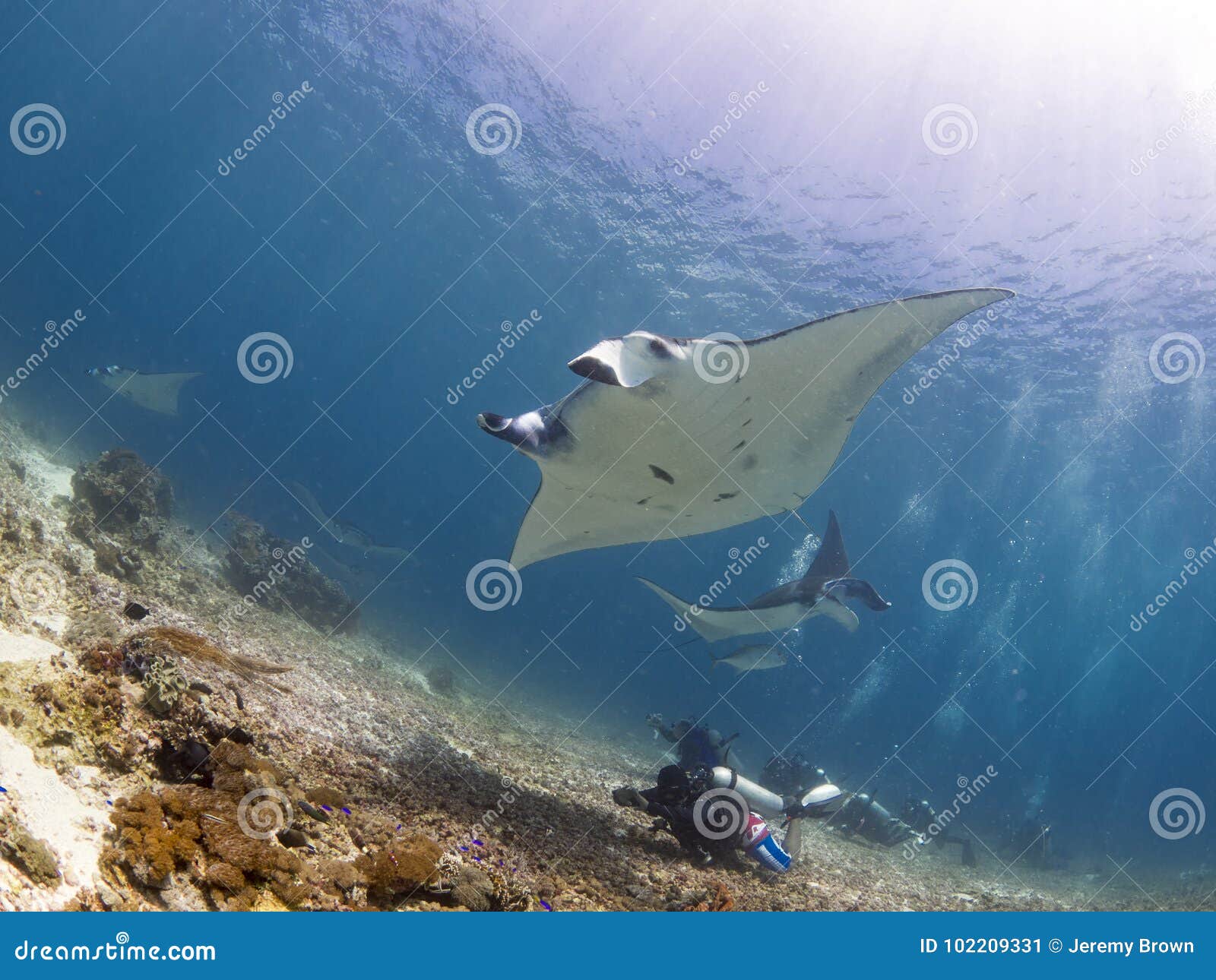Majestic reef manta stock image. Image of holiday, chondrichthyes