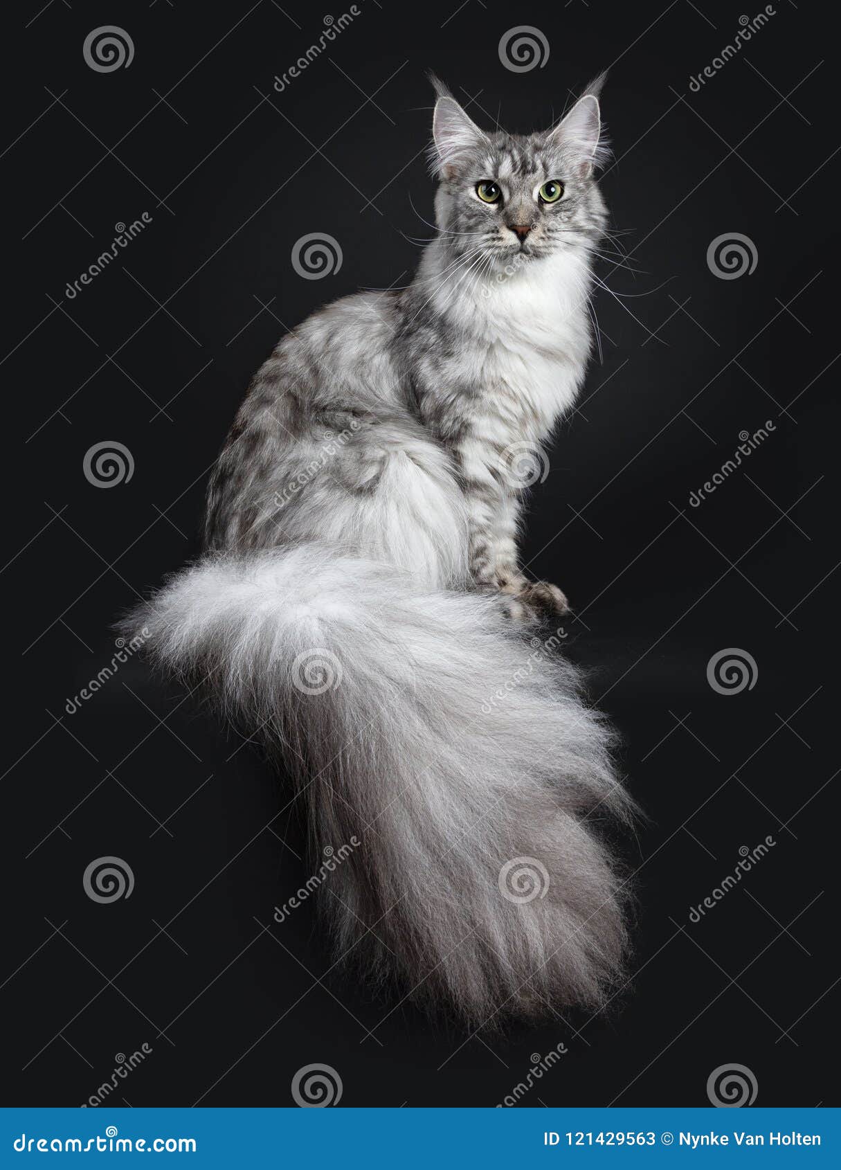Majestic Silver Tabby Young Adult Maine Coon Cat Sitting Side Ways with Enormous Tail Hanging