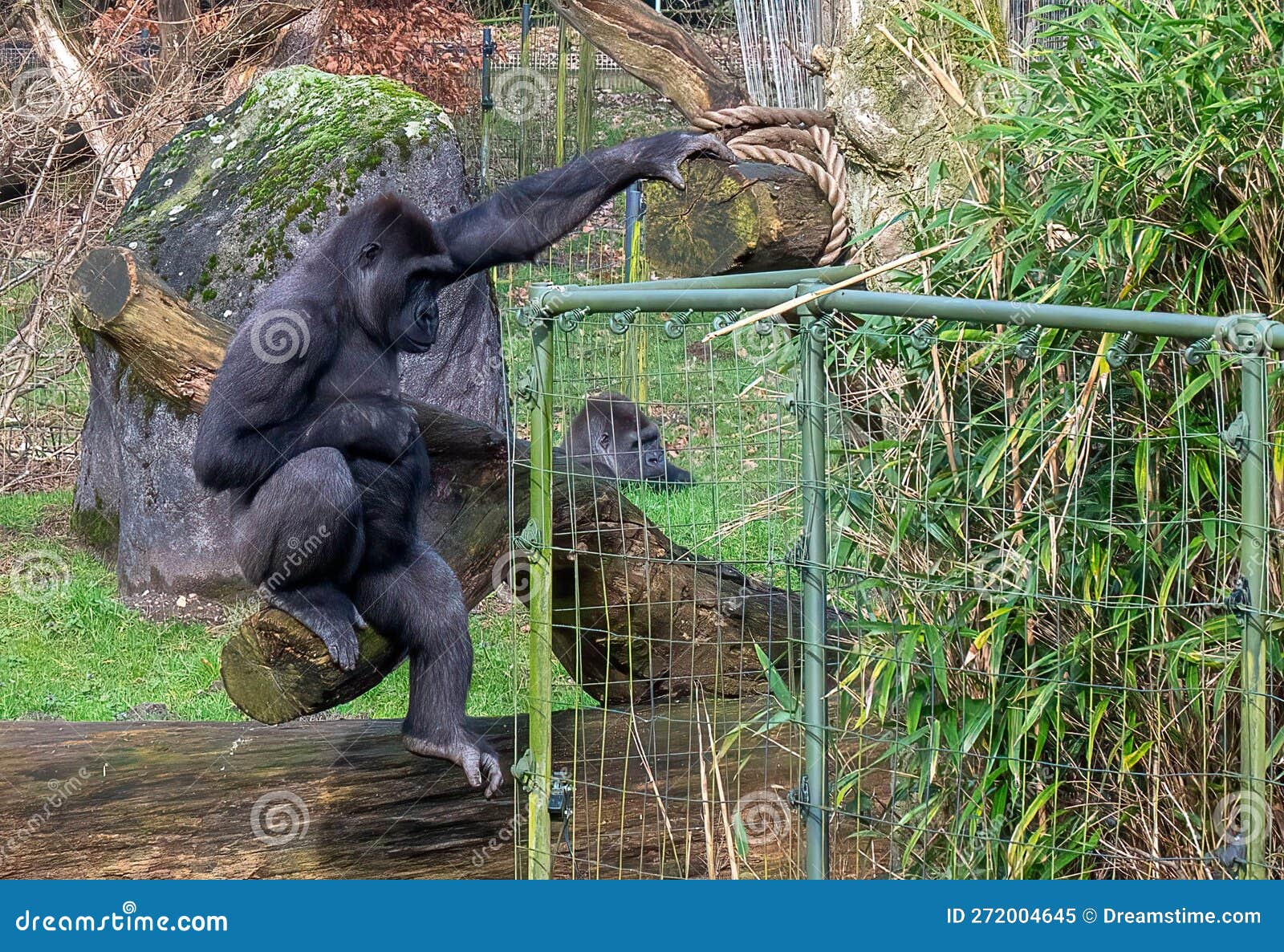 Majestic Silverback Gorilla Stands in a Lush Tropical Forest Stock