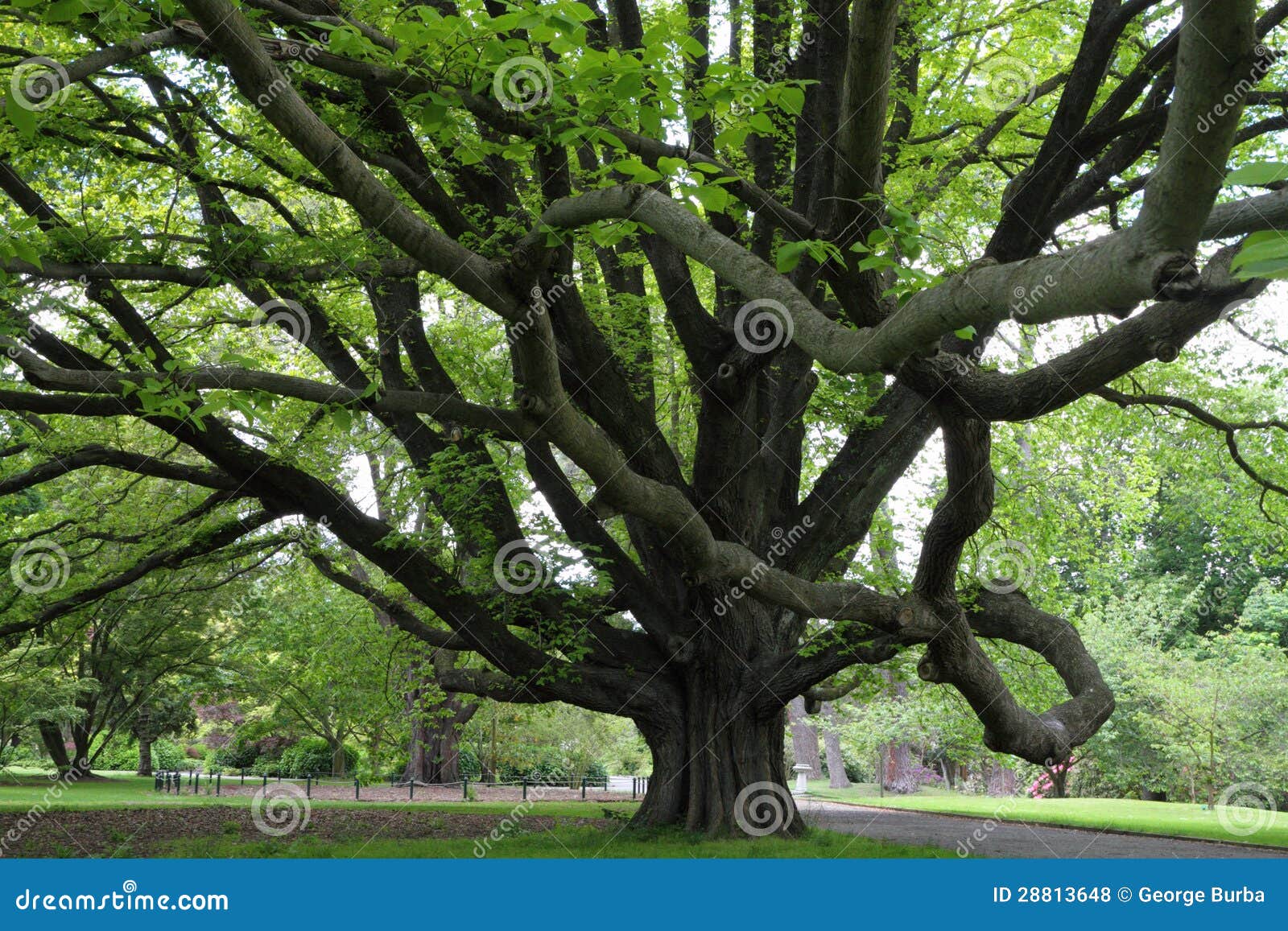 majestic tree