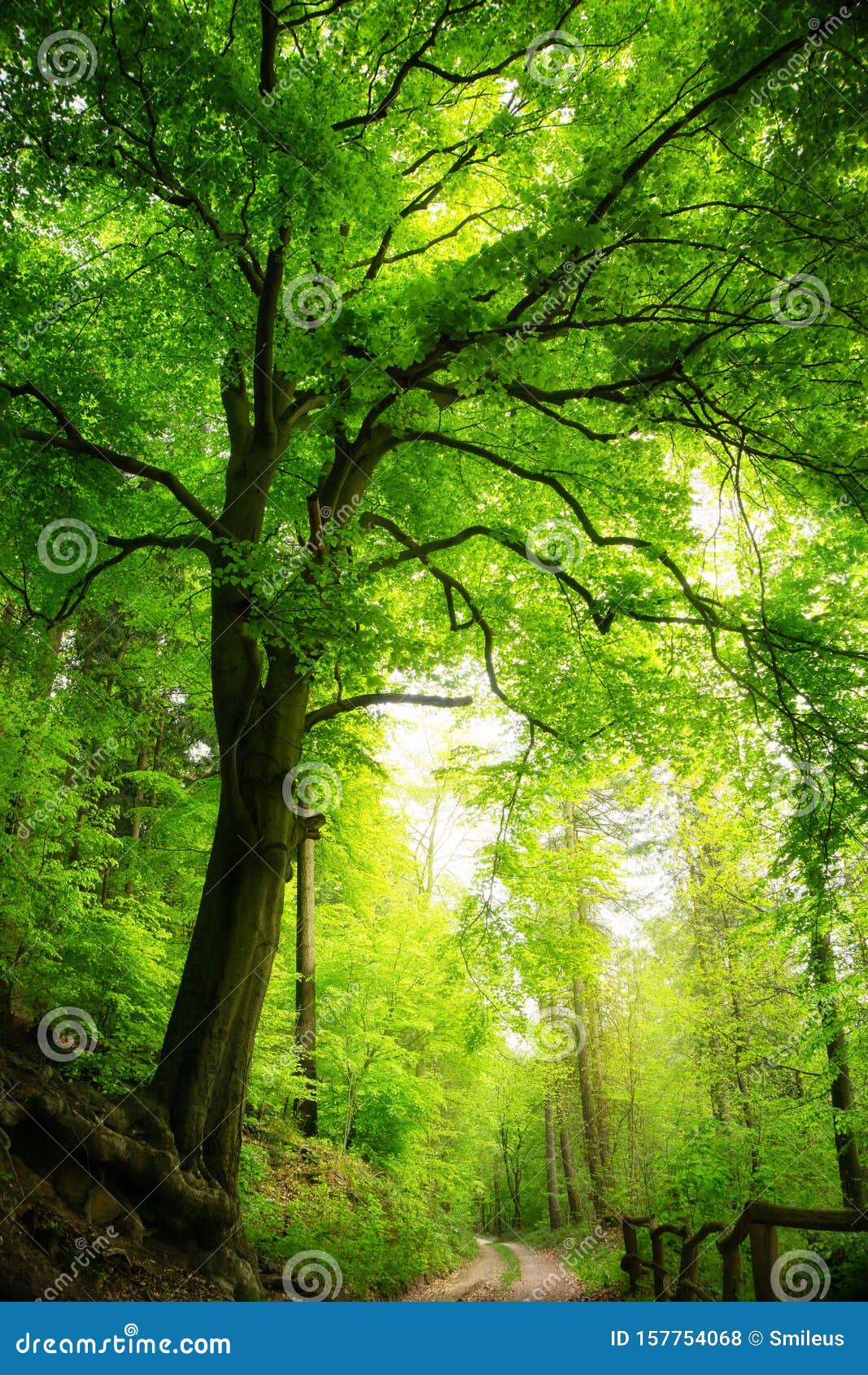 Majestic Tree in Green Forest Stock Photo - Image of overcast, nature