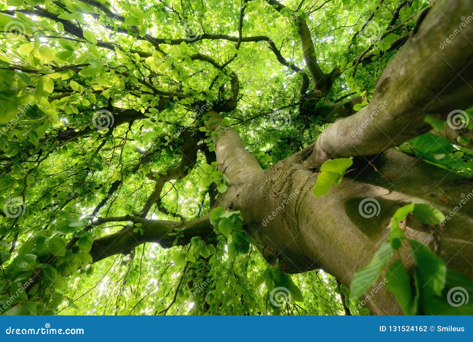 majestic tree in soft light
