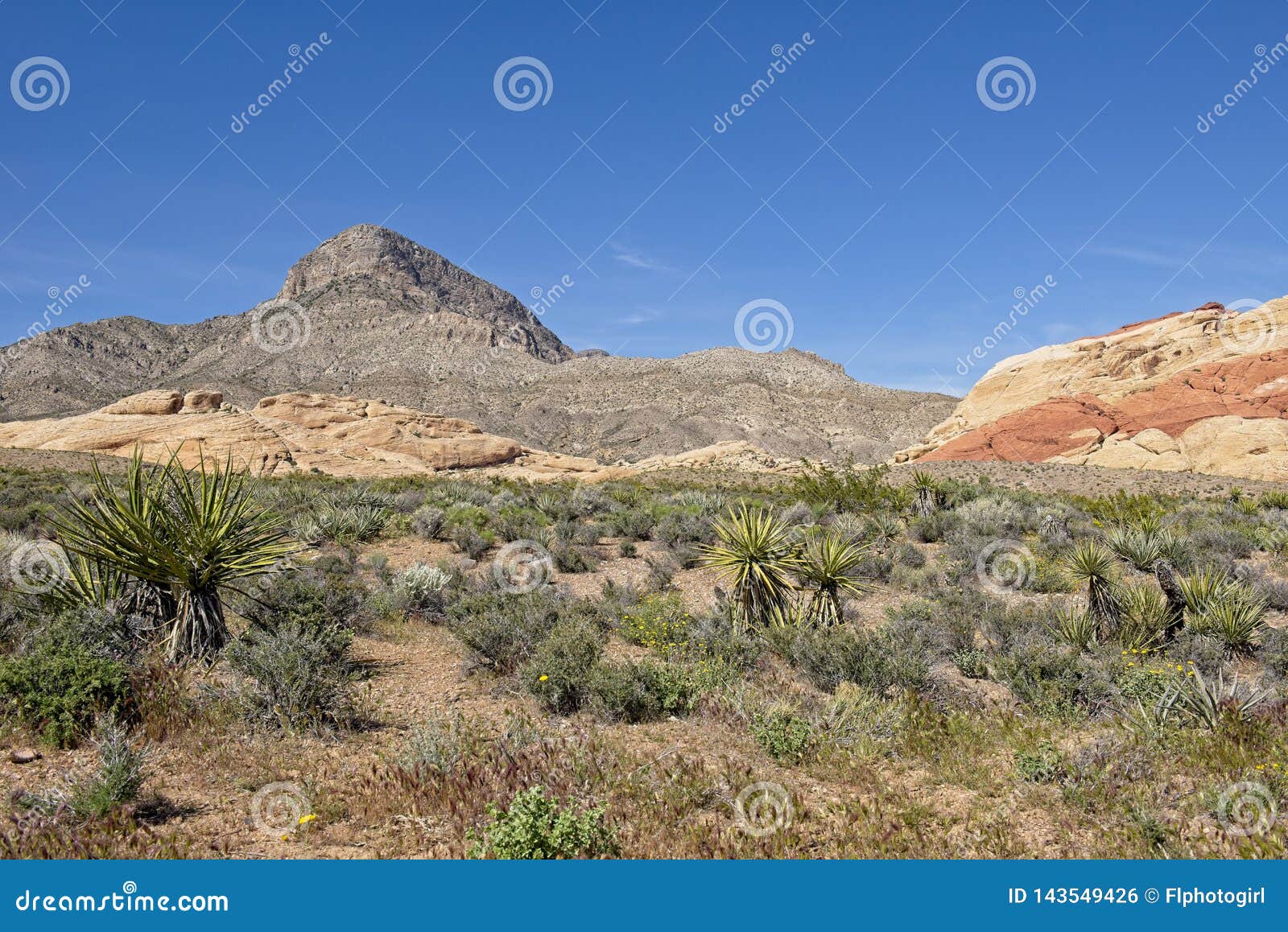 majestic mountains in the background at red rock canyon nature conservancy
