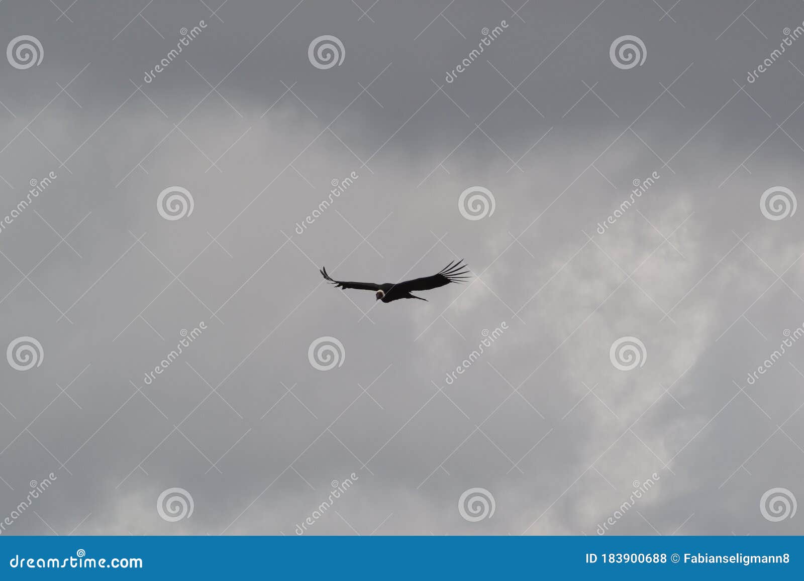 majesty flight of a condor andino