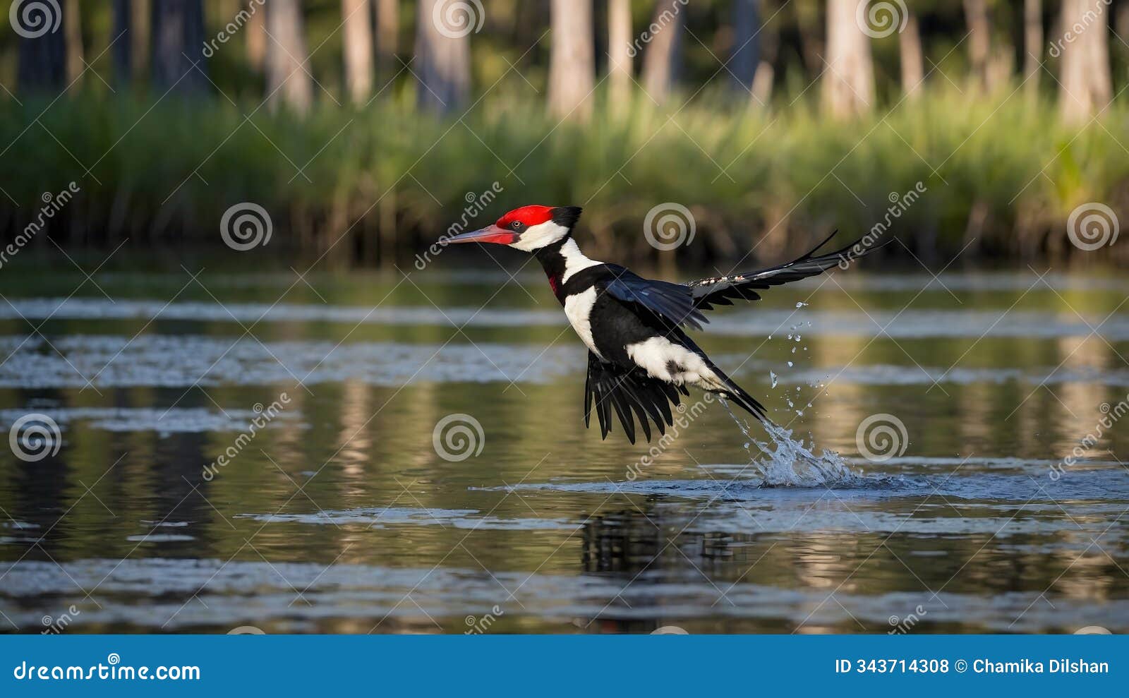 the majesty of flight: the ivory-billed woodpecker in serene surroundings