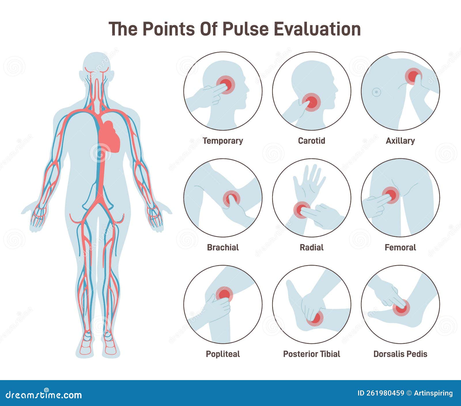 the major arteries and pulse points on human body. heartbeat evaluation