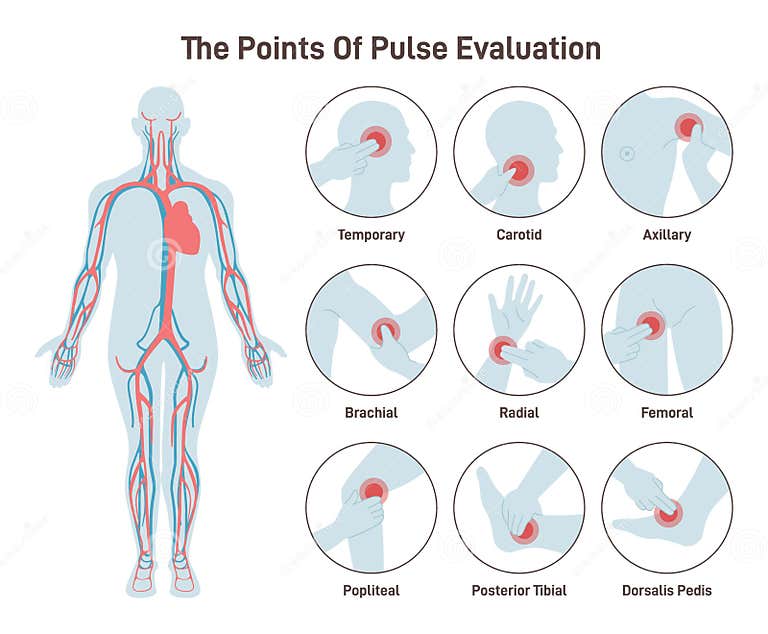 The Major Arteries and Pulse Points on Human Body. Heartbeat Evaluation ... Biology Diagrams