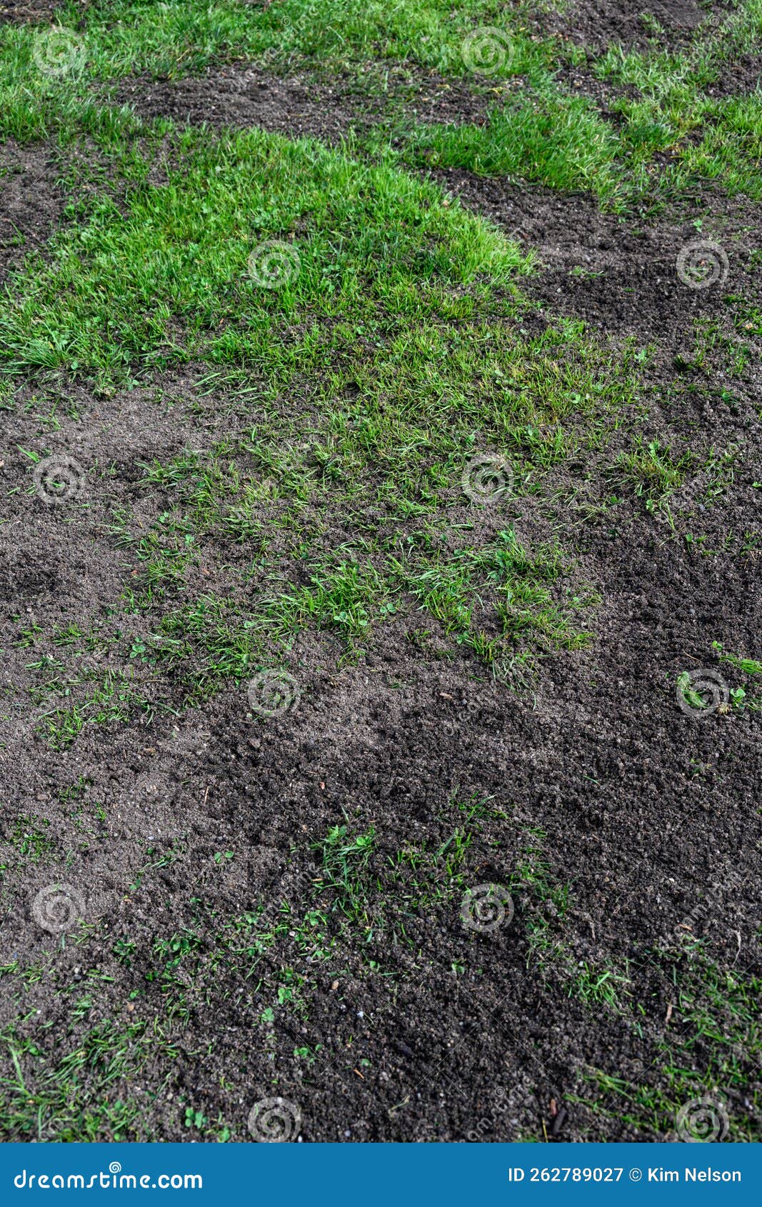 major lawn repair and reseeding project, fresh seeds and rich topsoil in a green lawn
