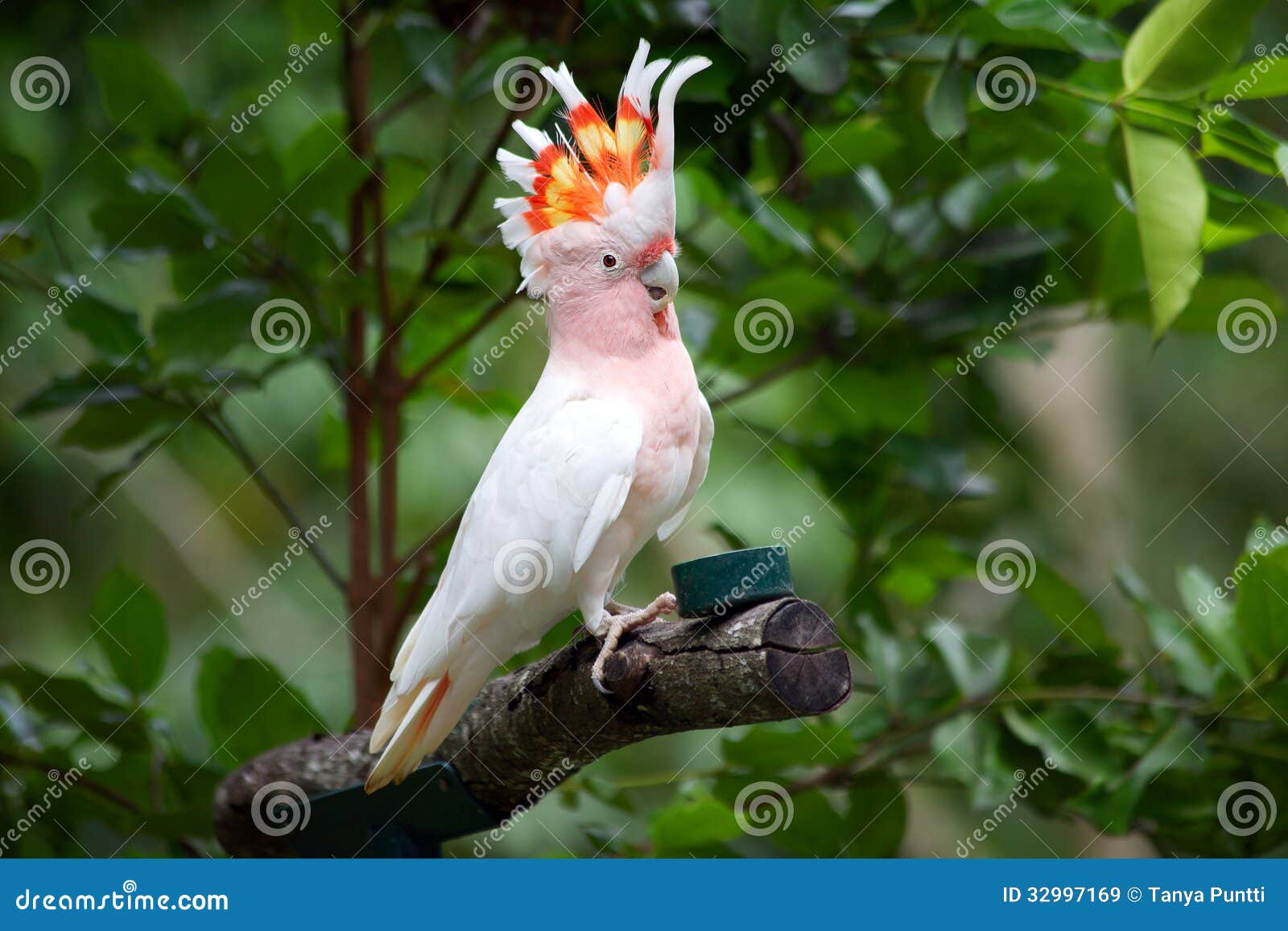 major mitchell cockatoo