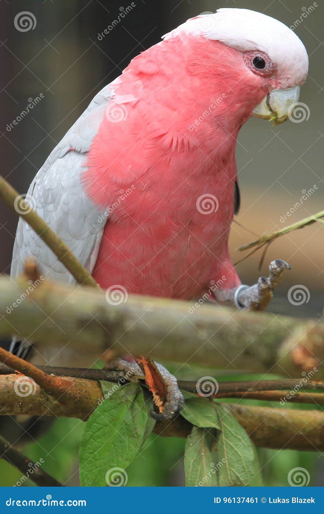 The Major Mitchell`s Cockatoo Lophochroa Leadbeateri, Also Known As