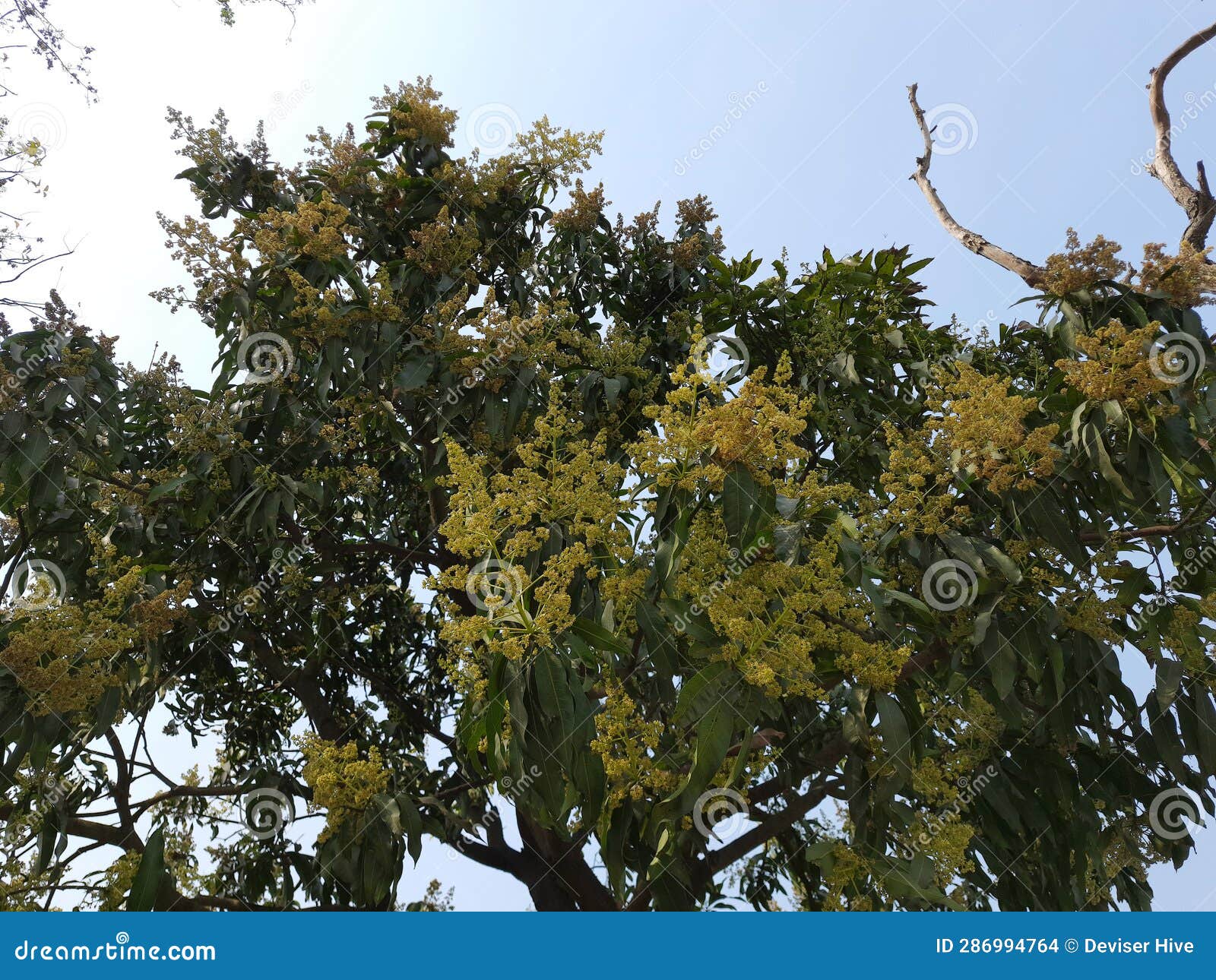 Mango Mangifera Indica As Well As To Its Fruit. the Plant, Which is a