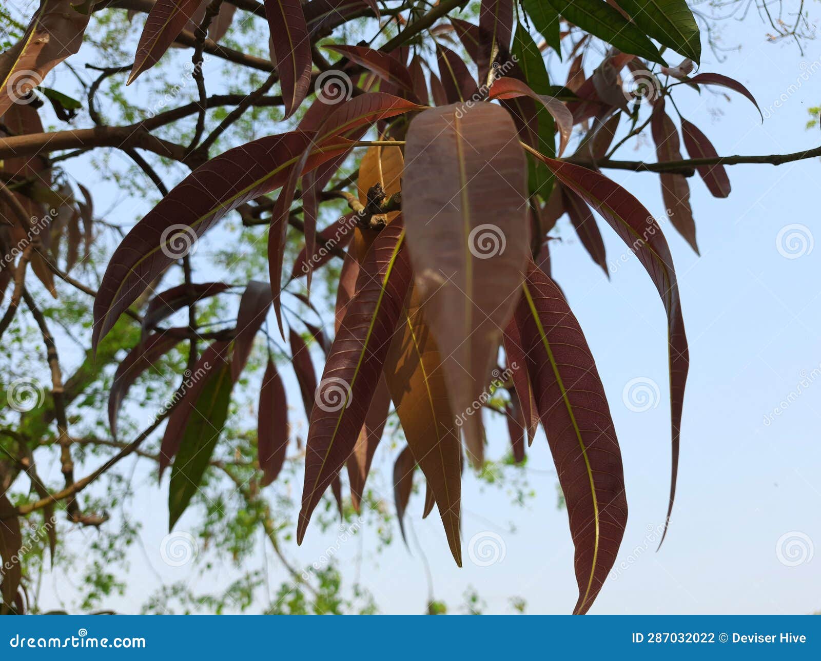 Mango Mangifera Indica As Well As To Its Fruit. the Plant, Which is a