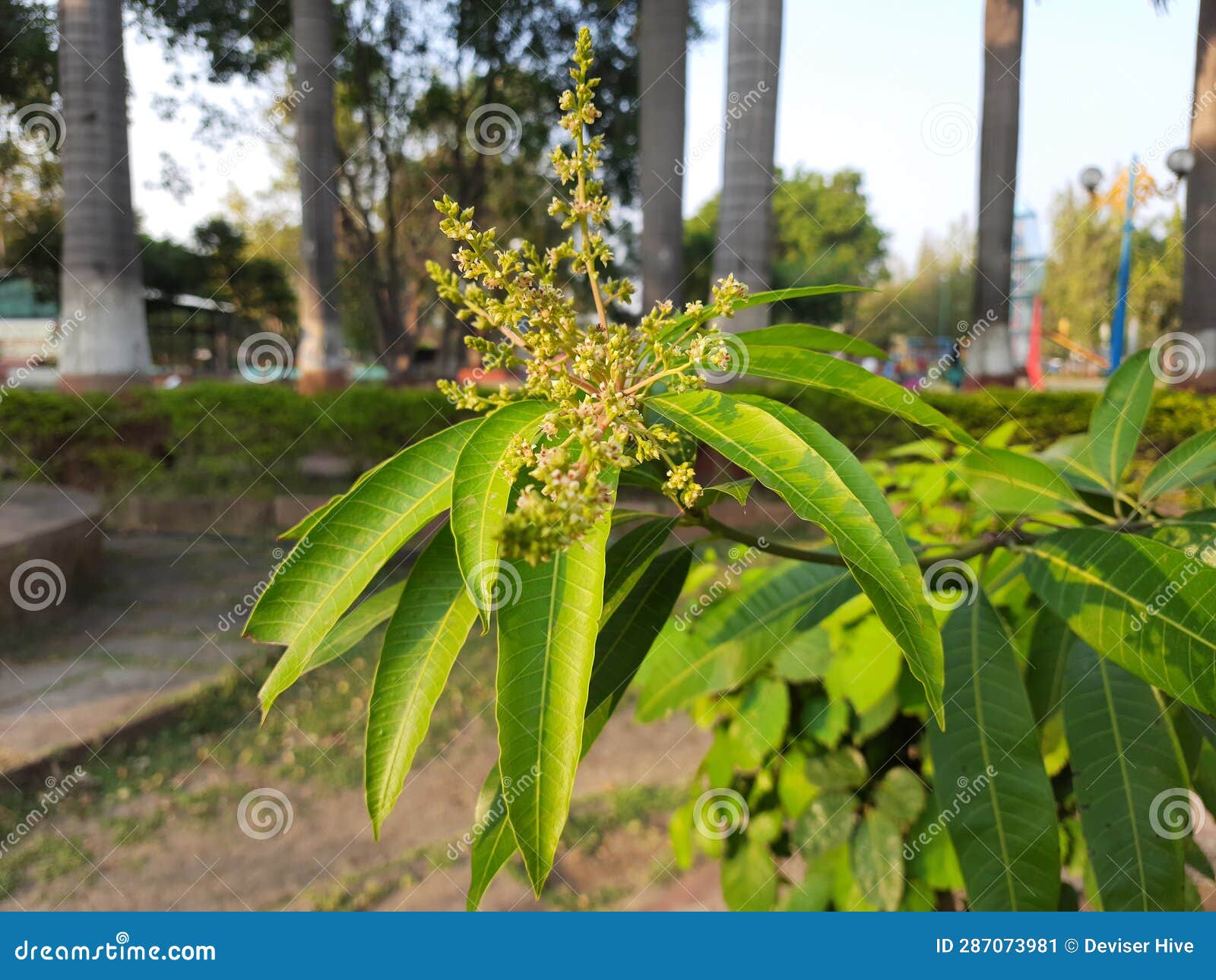 Mango Mangifera Indica As Well As To Its Fruit. the Plant, Which is a