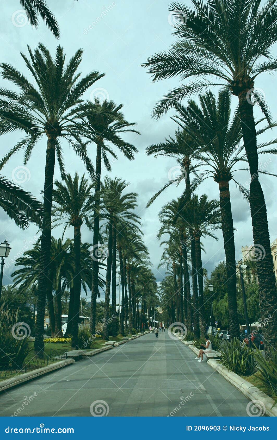 majorca palm tree avenue