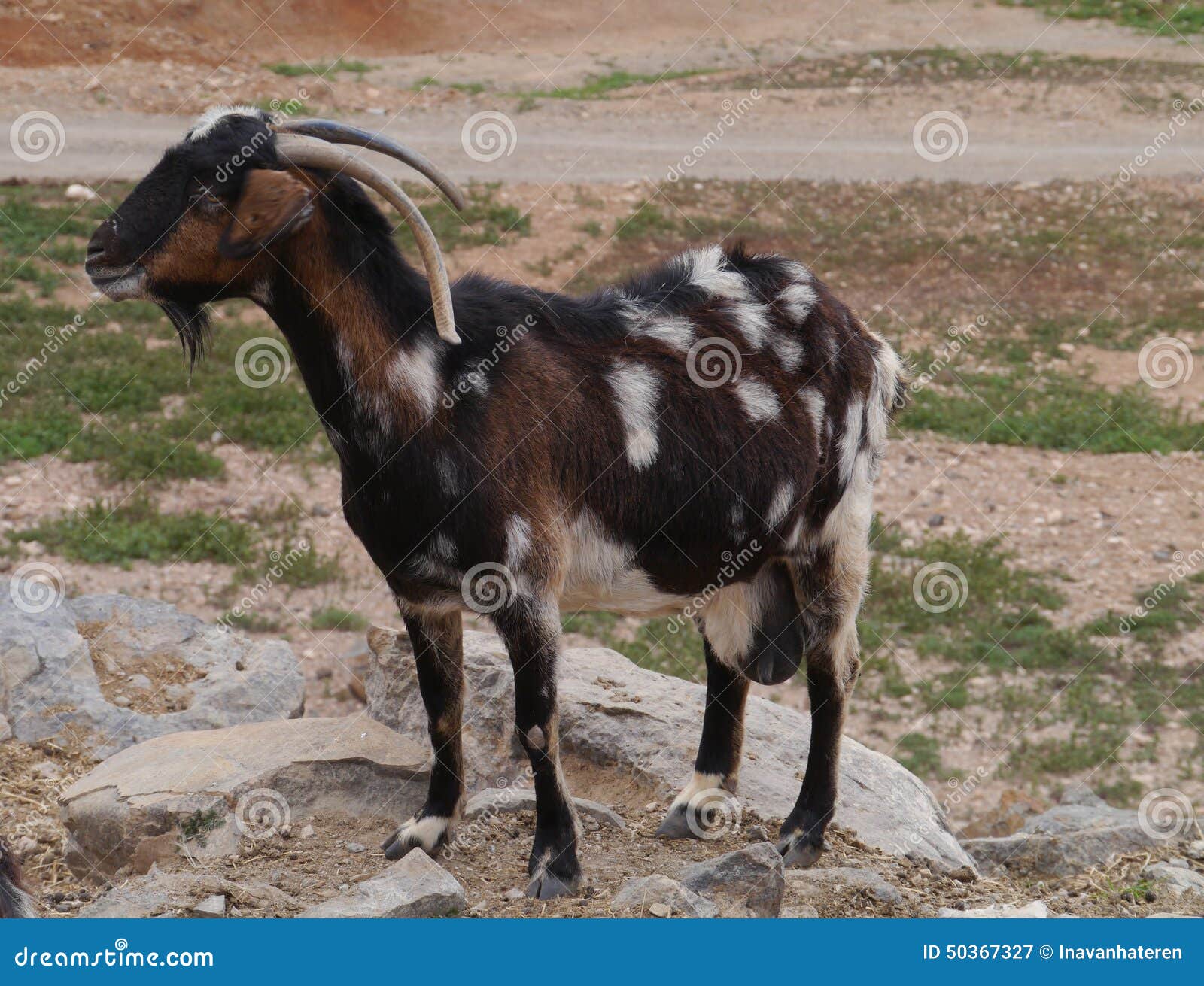 A Majorera Goat Native To Fuerteventura In Spain Stock Image - Image: 50367327