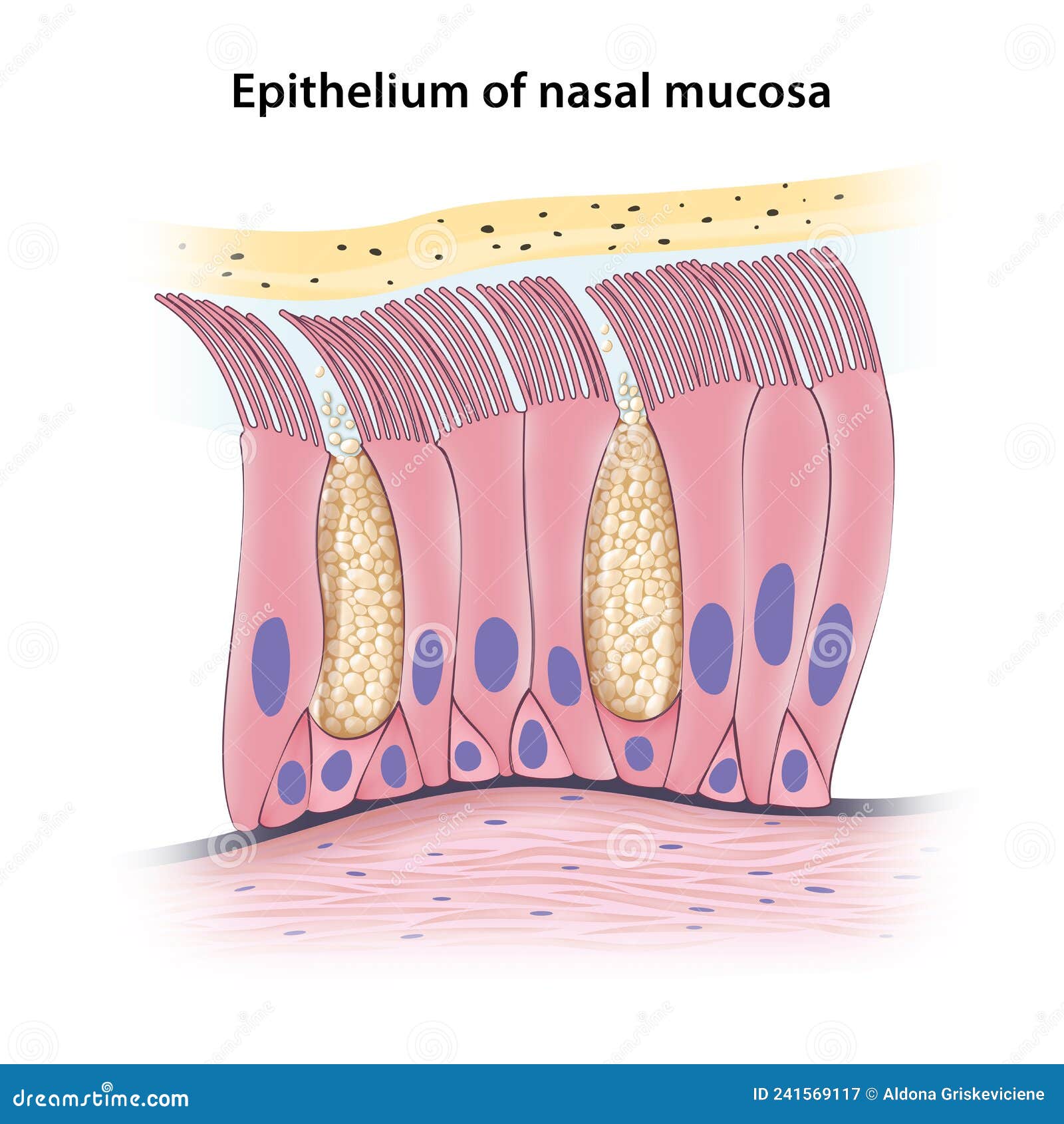 pseudostratified columnar epithelium of nasal mucosa