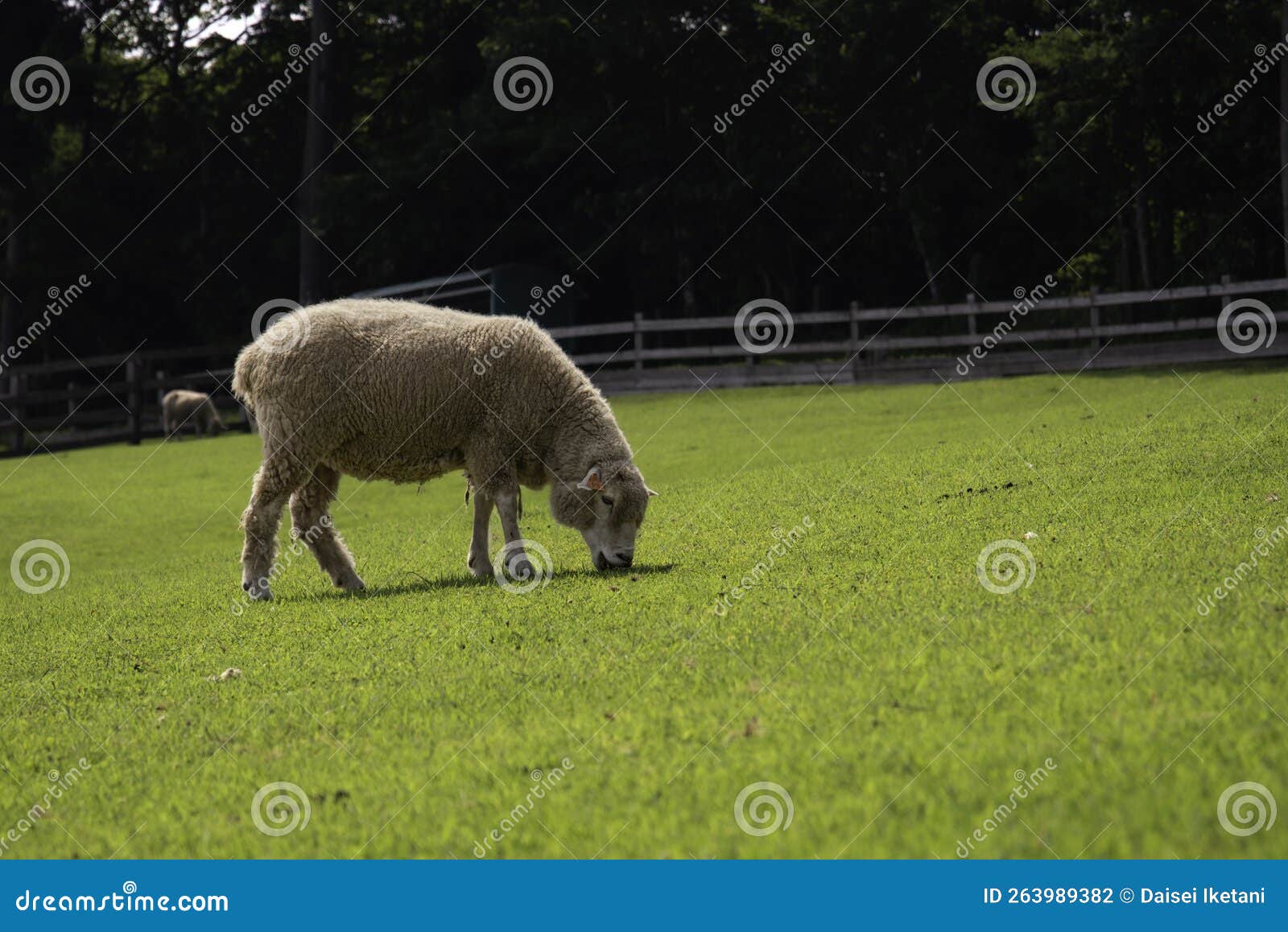 grazing ewe at ranch near mt. fuji