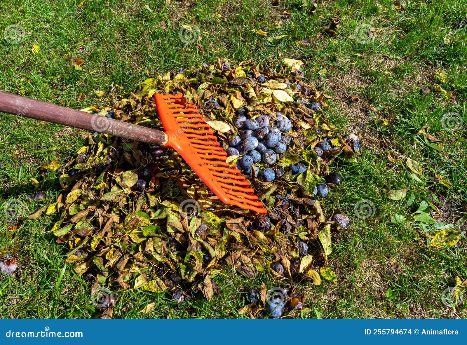 Make Rotten Plums Together with a Rake Stock Photo - Image of ...