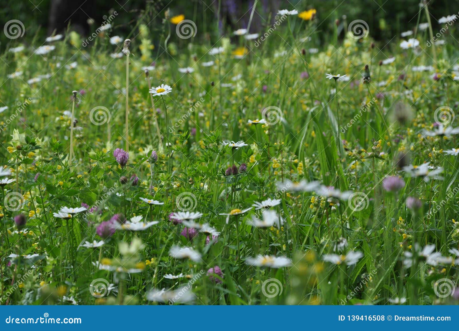 Wild Flowers In Private Garden Make Your Contribution Against