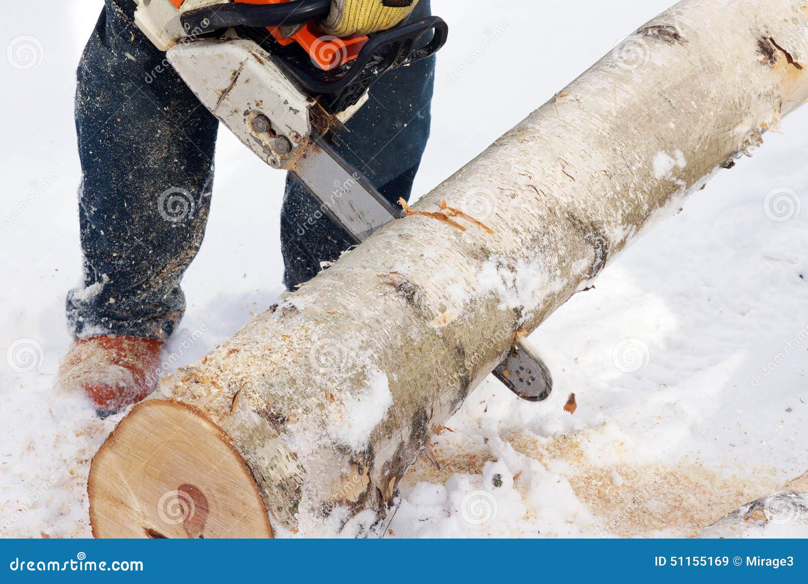 Making firewood. Logger cutting wood with chainsaw to make firewood