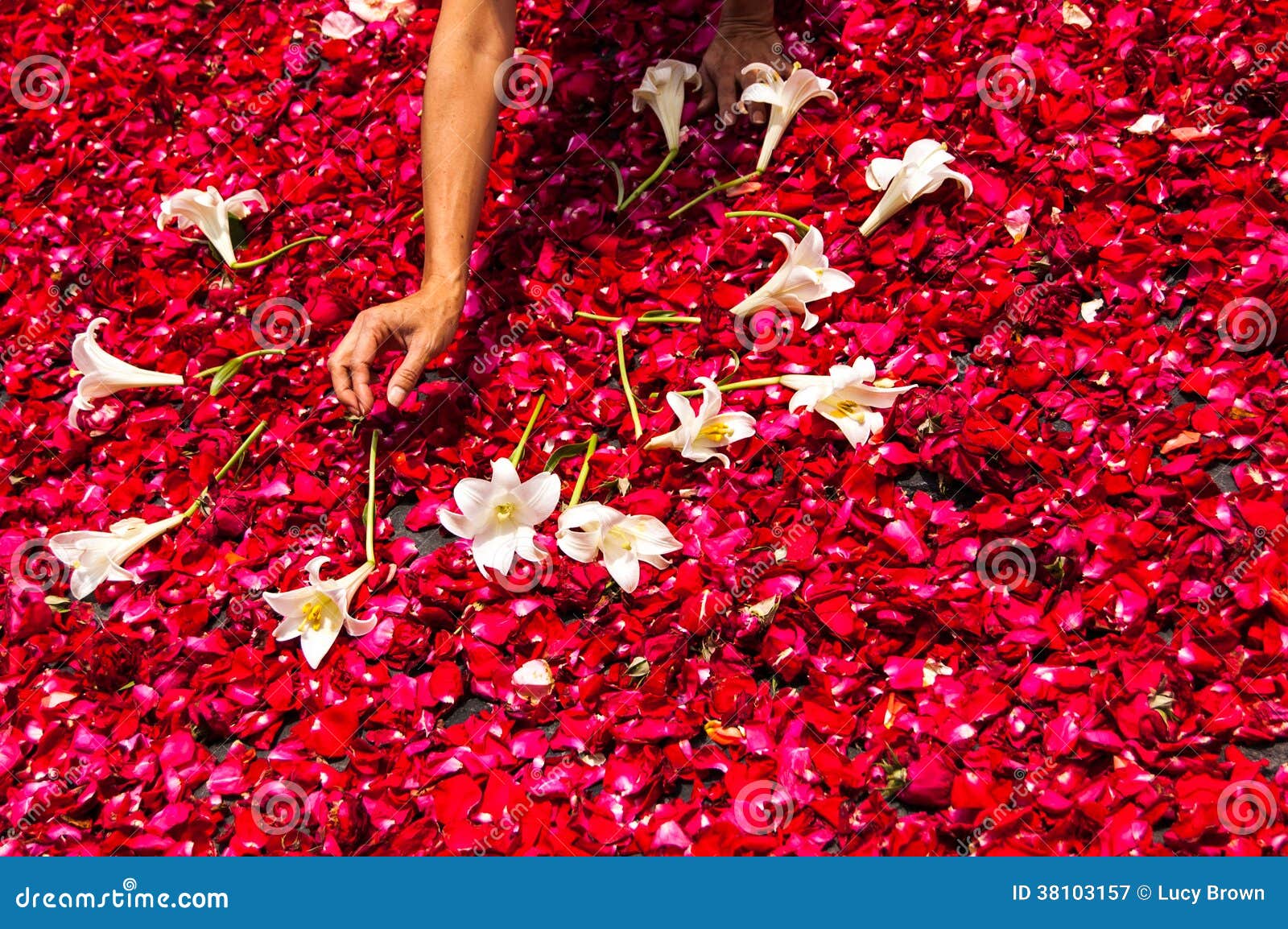 making a holy week processional carpet of rose petals