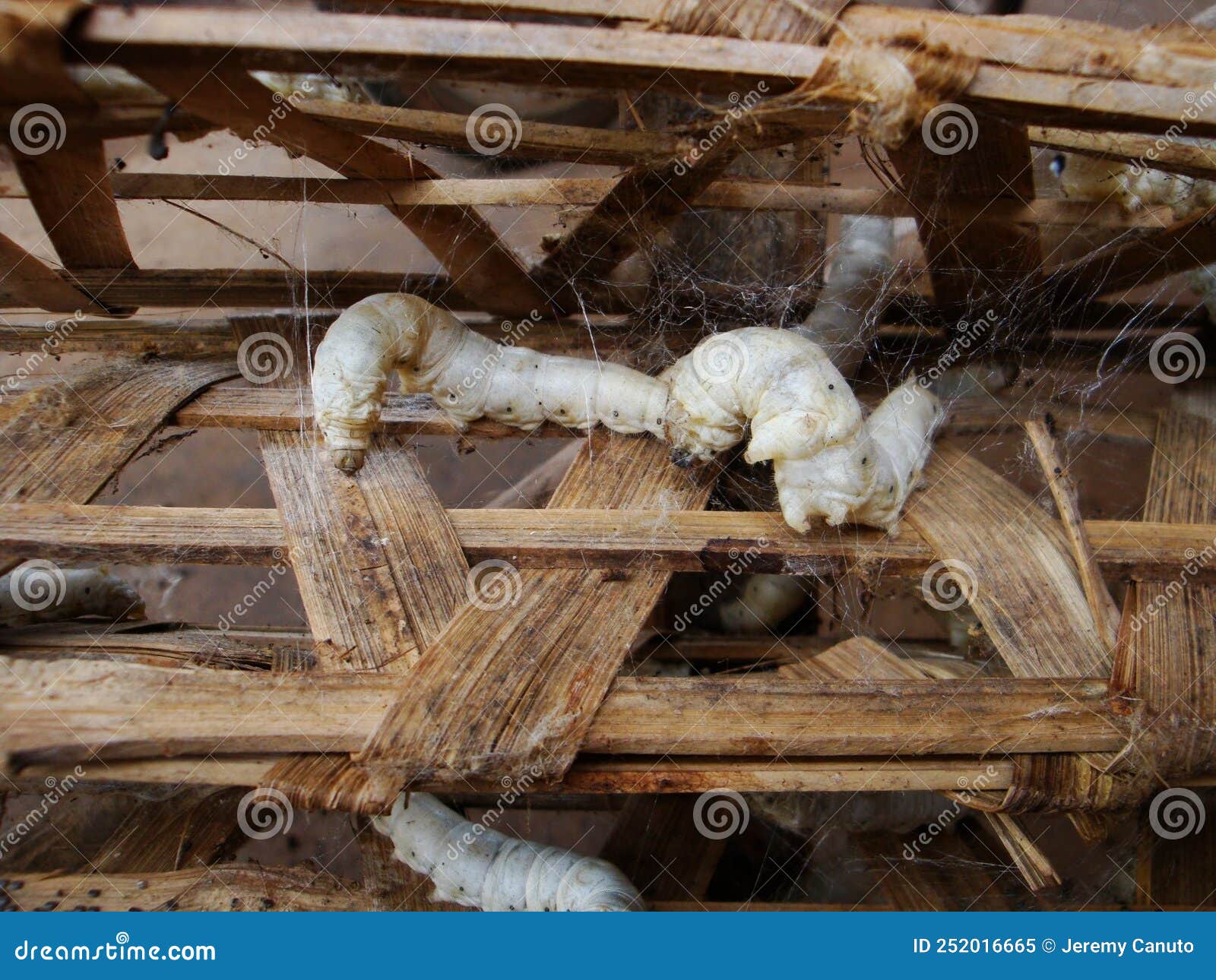 The Making of Silk Trays of Silk Worms Stock Image Image of trays