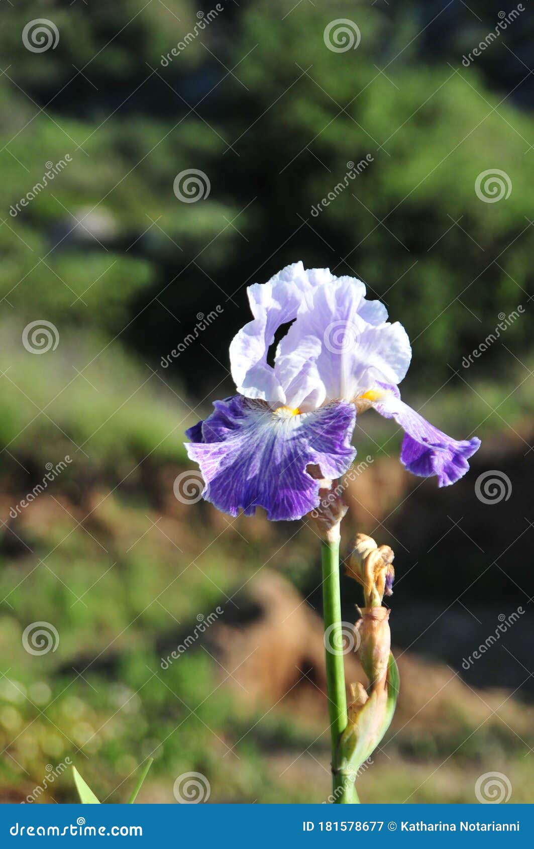 Iris Garden Series Blue Bearded Iris Making Time Stock Image Image