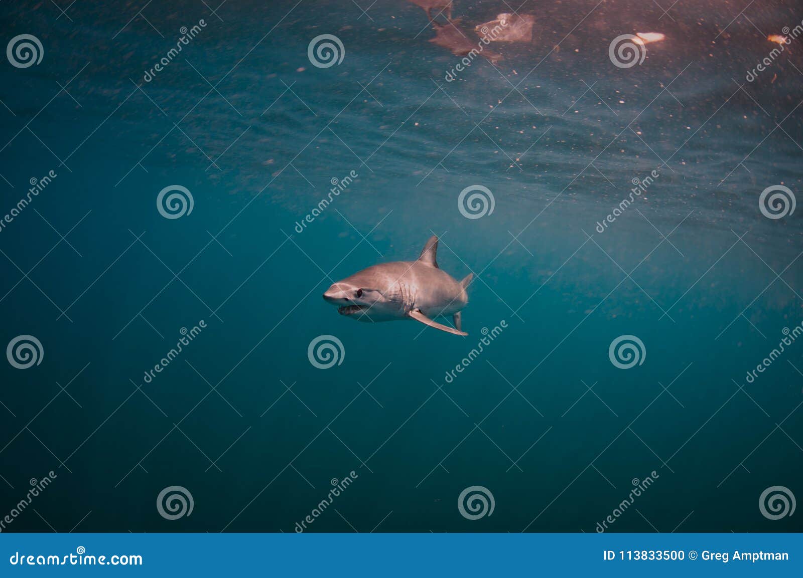 Mako Shark in Open Ocean stock photo. Image of water 113833500