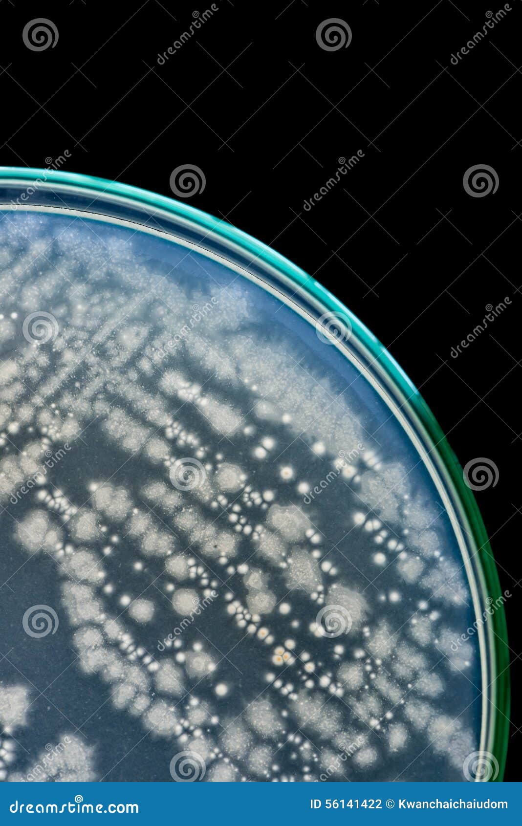 Makro av bakterier på den petri maträtten på svart bakgrund