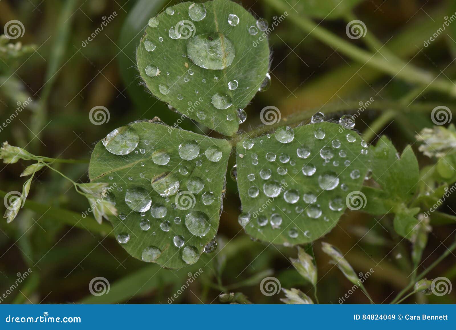 Makro av dagg blött växt av släktet Trifolium. Upclose skott av våt växt av släktet Trifolium