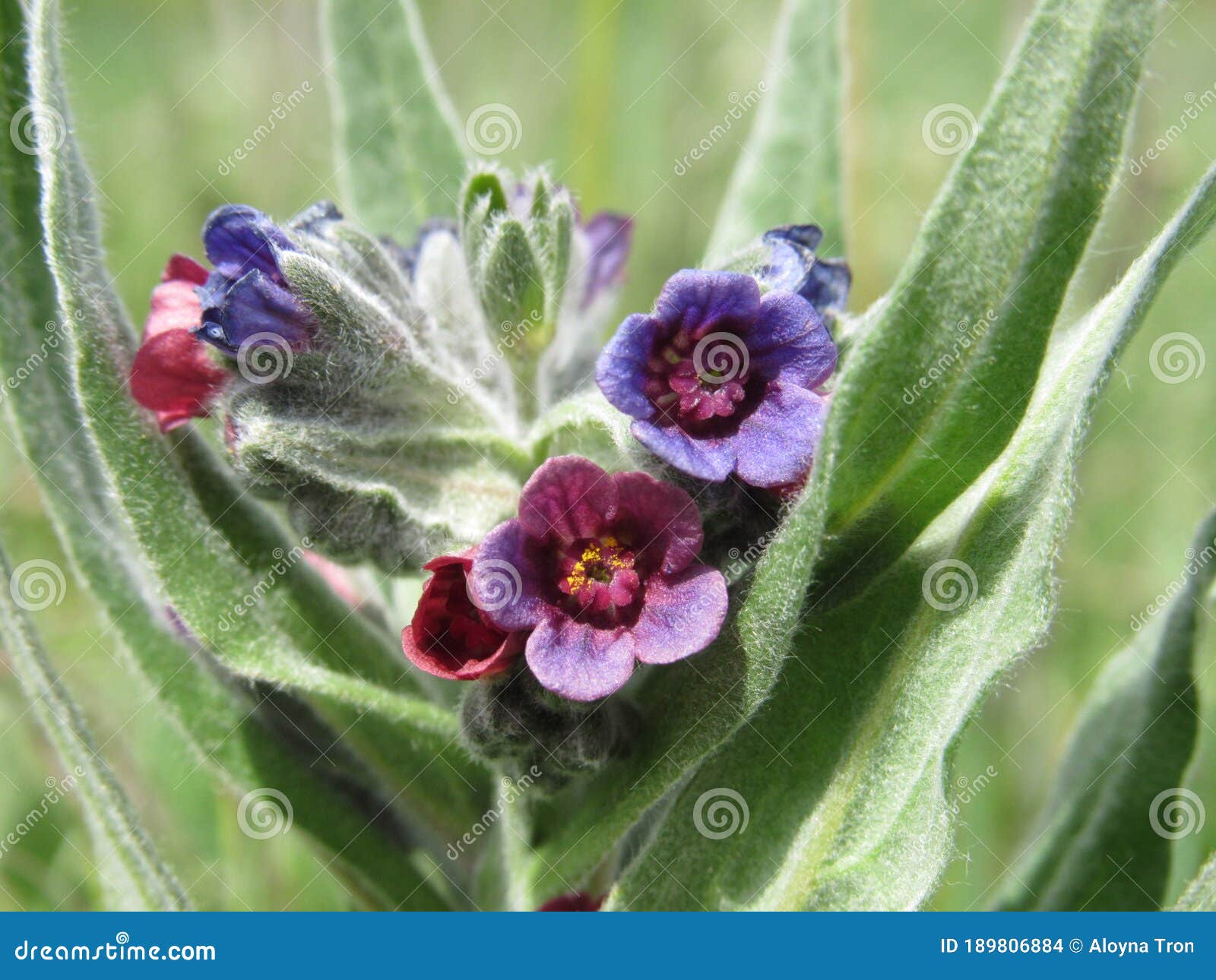 makro flower color