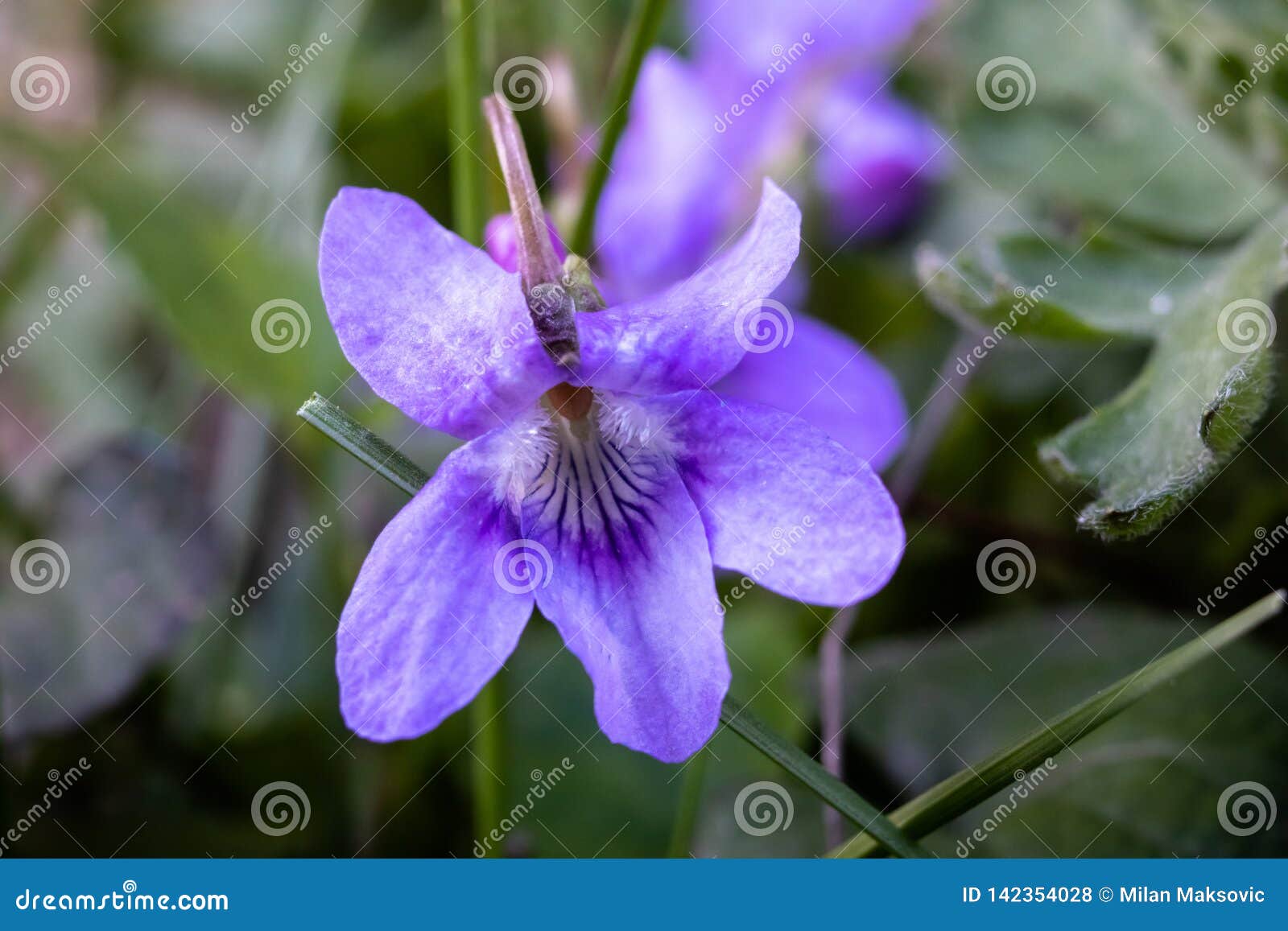 Makro- fotografia dziki słodkiego fiołka kwiat lub altówki odorata w trawie