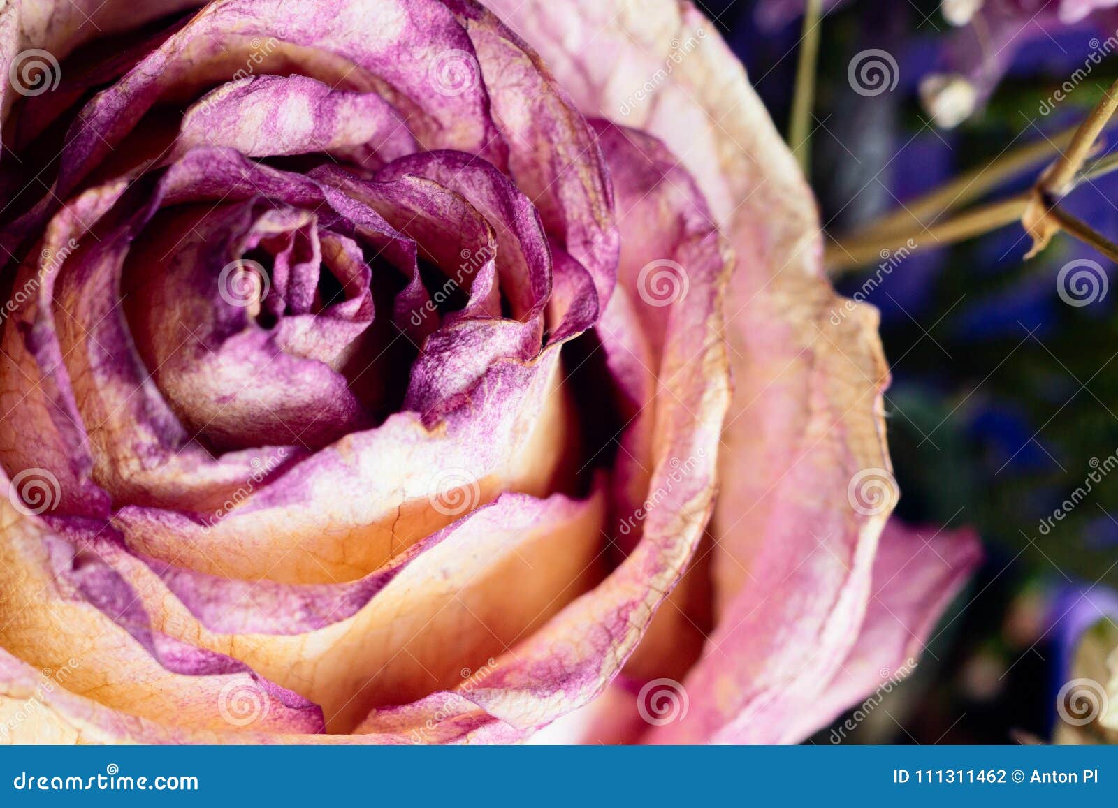 Makro mit violetter Blume stieg, Nahaufnahmeblumenblätter E Entziehen Sie Blumenhintergrund Arbeit copyspace für Text