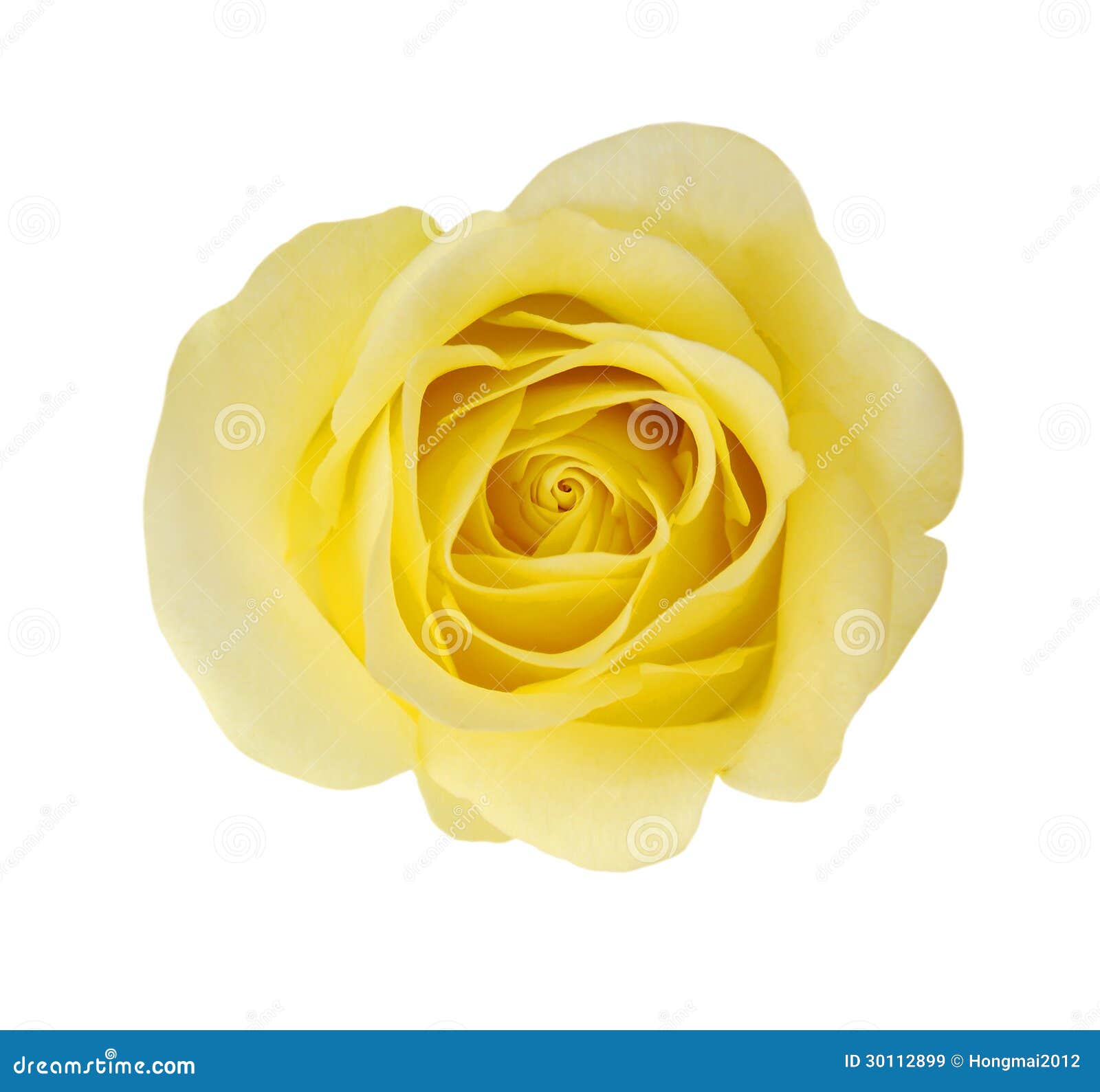 Gelbe RosenBlume stockbild. Bild von getrennt, 30112899