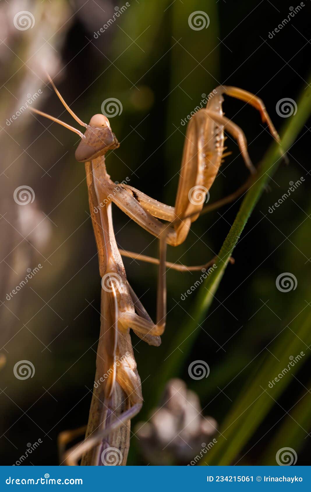 Makroaufnahme Einer Betenden Menti Auf Einem Blumenstamm