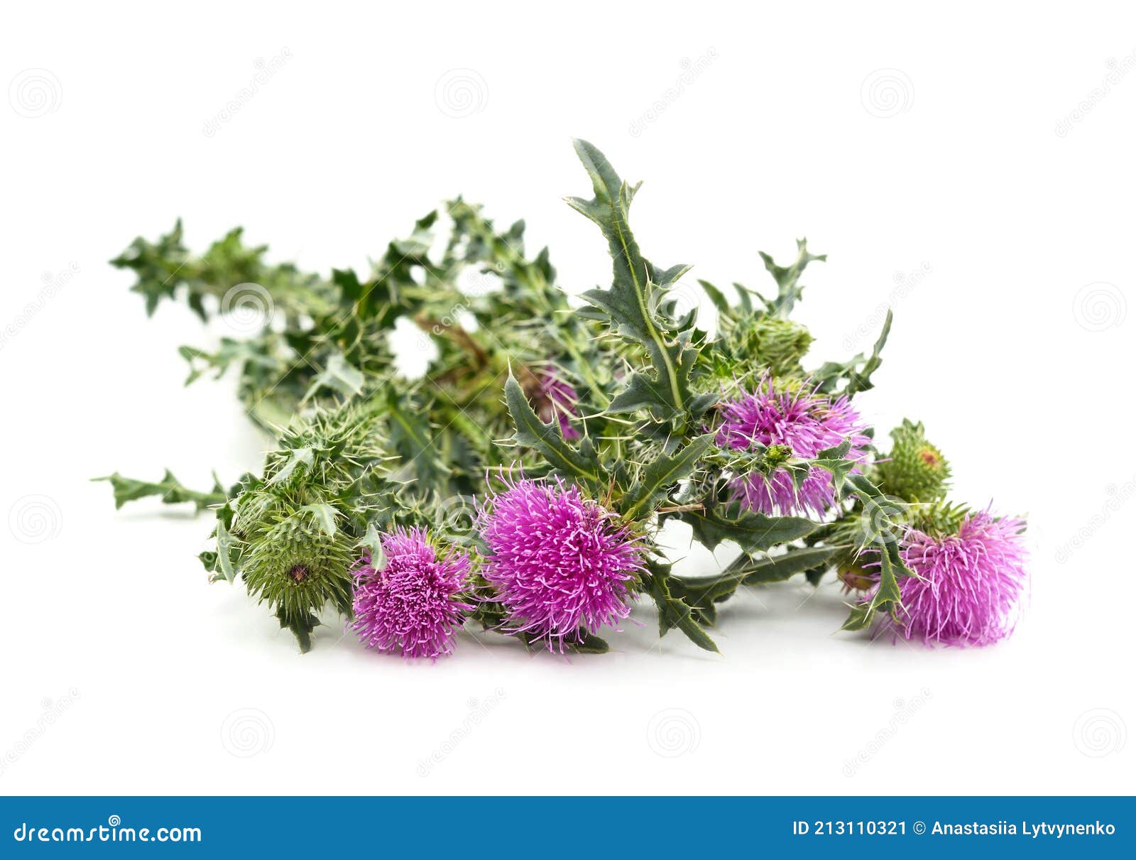 Mala Hierba Verde Con Flores De Color Morado Imagen de archivo - Imagen de vitalidad, frescura: 213110321 Mala Hierba Verde Con Flores De Color Morado Imagen de archivo - Imagen de vitalidad, frescura: 213110321