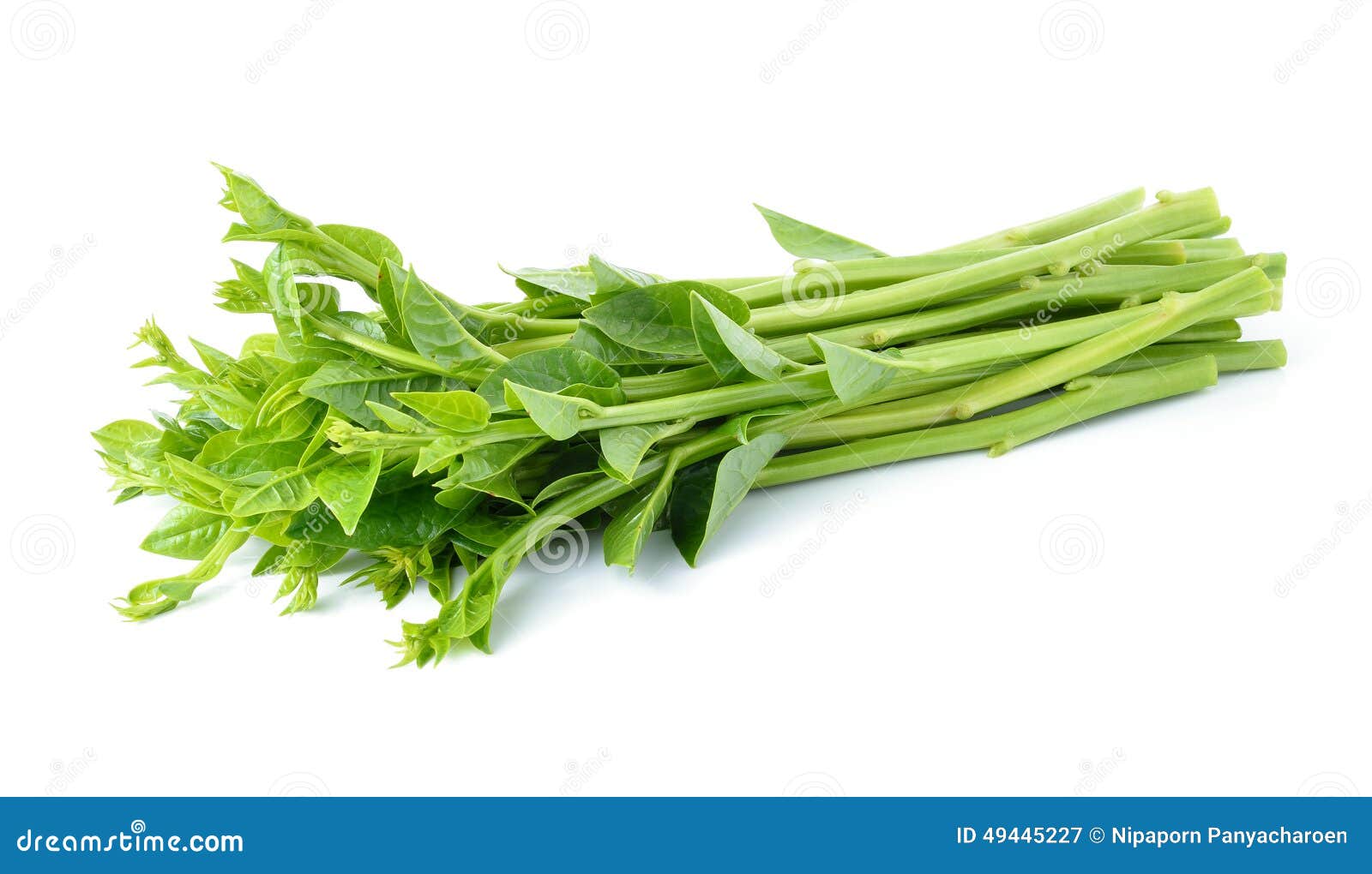 Malabar Spinach Or Ceylon Spinach Stock Image | CartoonDealer.com #49445227