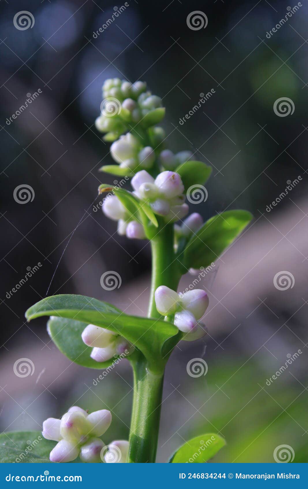 Malabar Spinach, Leaf, Blossom Stock Photo Image of bright, leaves