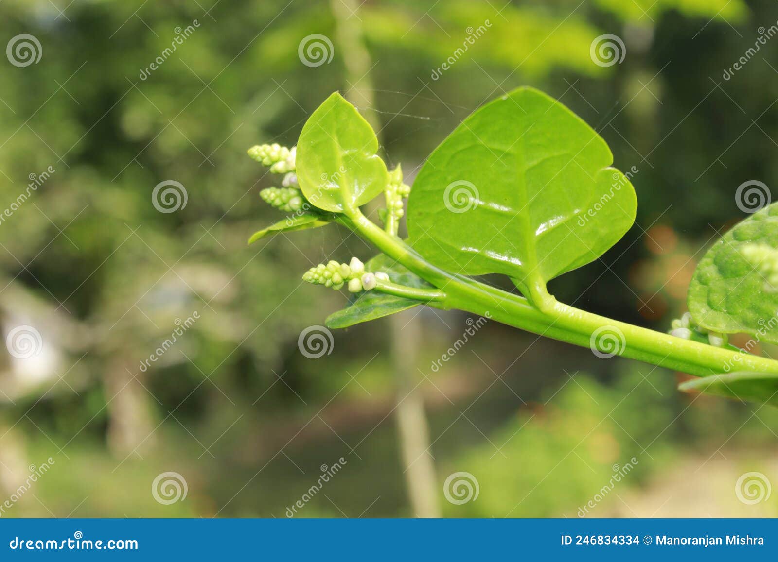 Malabar spinach stock photo. Image of cook, healthy - 246834334