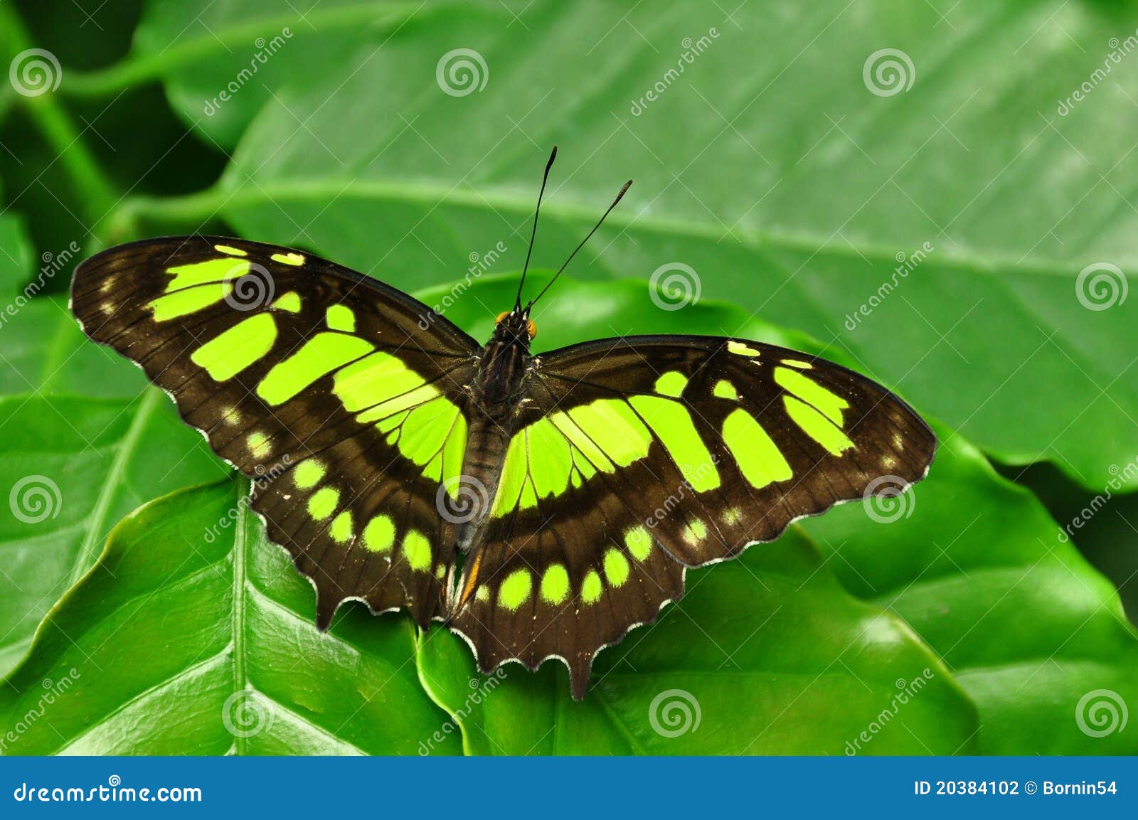 The Malachite Butterfly stock photo. Image of nature 20384102