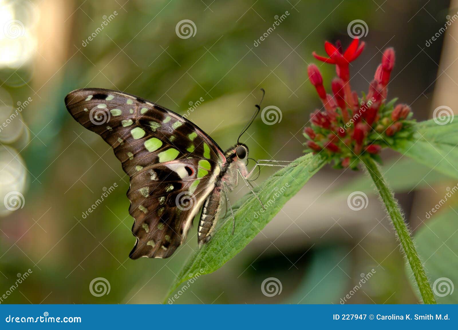 Malachite Butterfly Coming Out Of Its Cocoon, Pupation Process