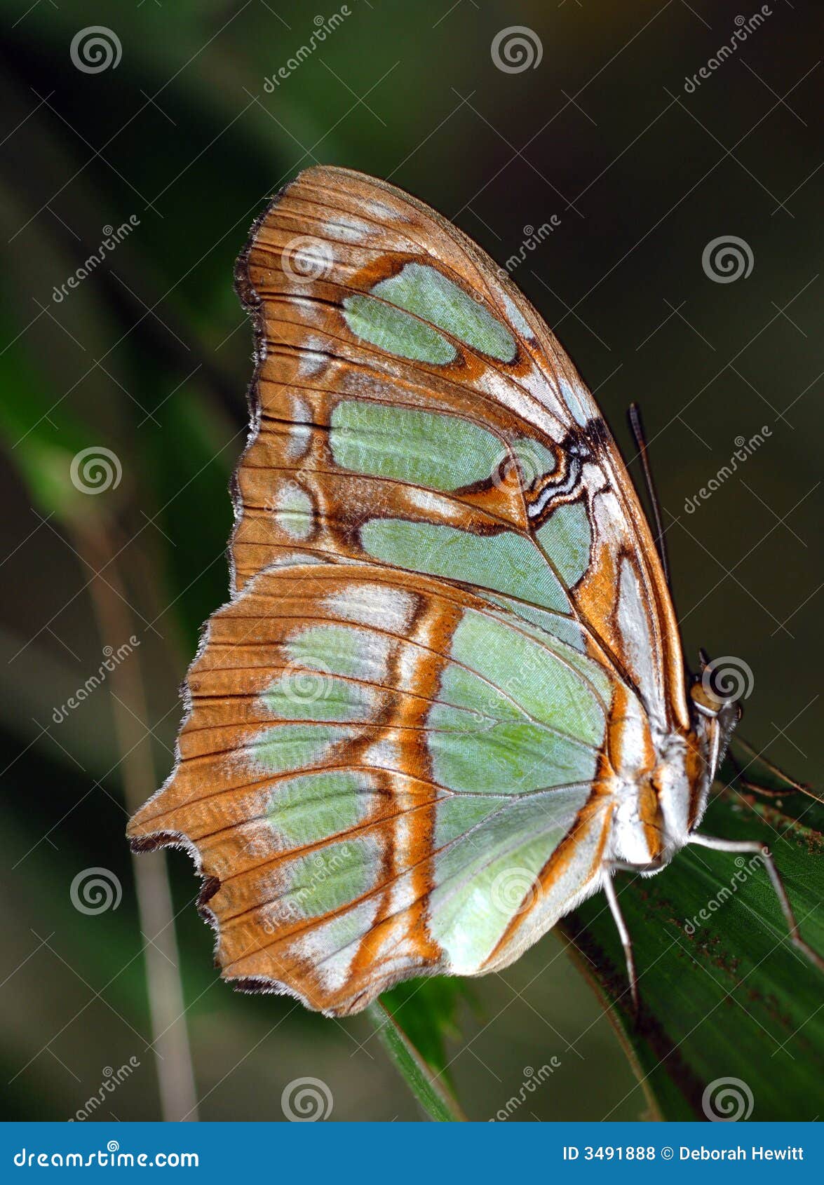 Malachite Butterfly Coming Out Of Its Cocoon, Pupation Process
