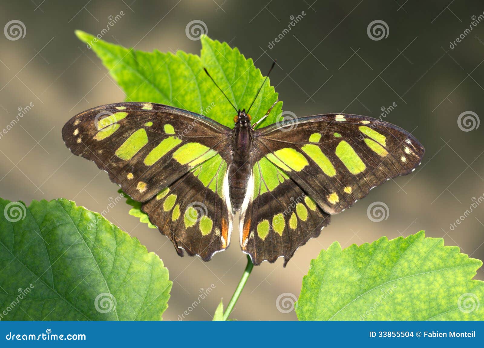 Malachite Butterfly Coming Out Of Its Cocoon, Pupation Process