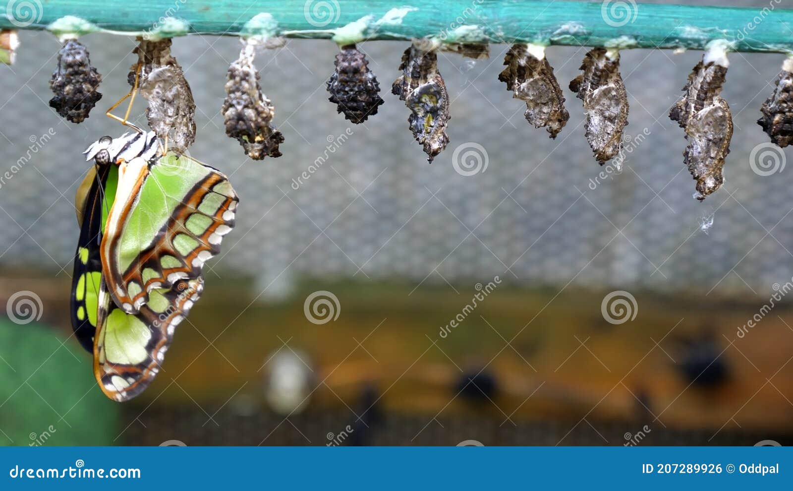 Malachite Butterfly Drying after Emerging from Its Pupa Stock Footage