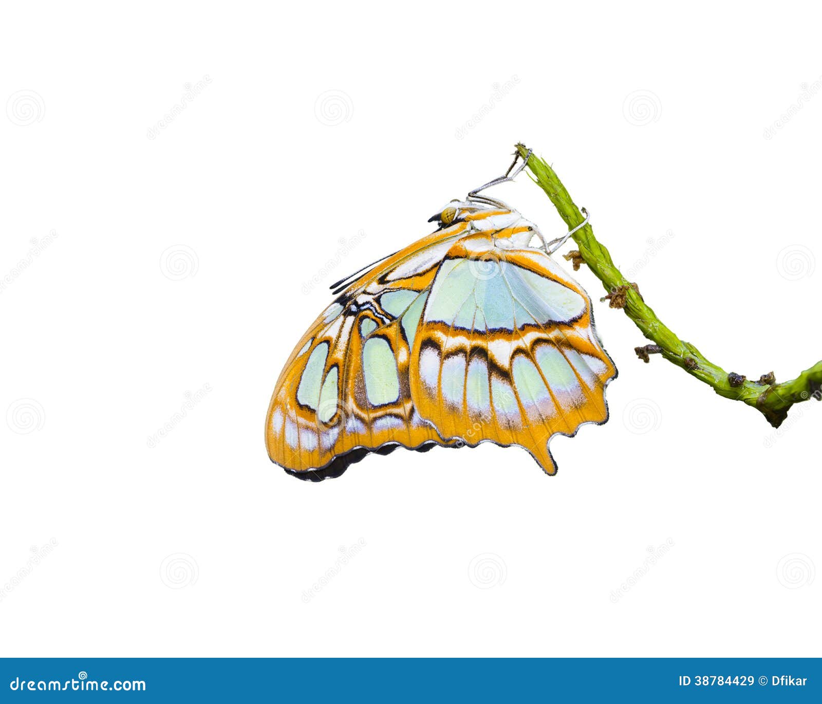 Malachite Butterfly Coming Out Of Its Cocoon, Pupation Process
