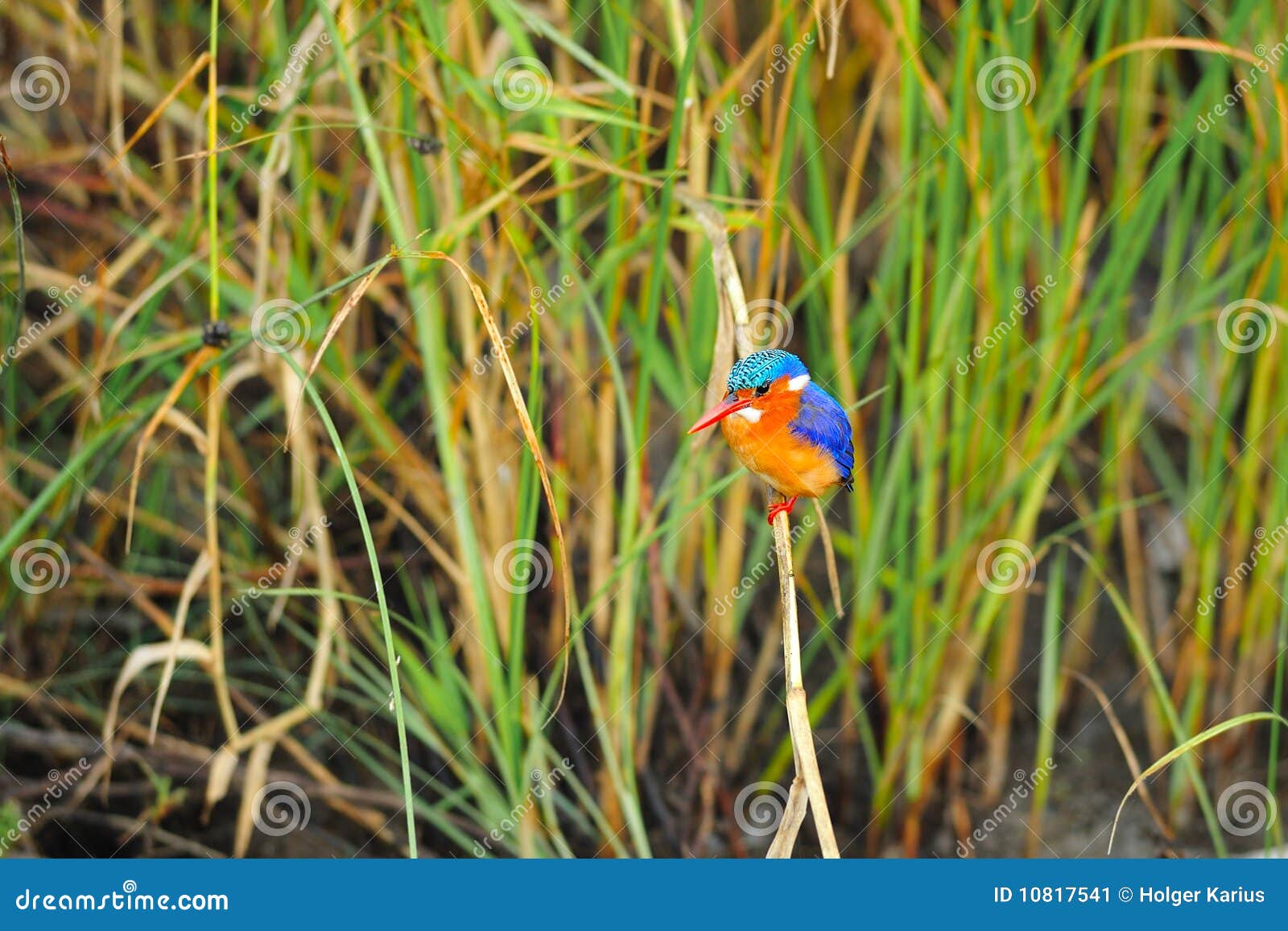 malachite kingfisher (alcedo cristata)