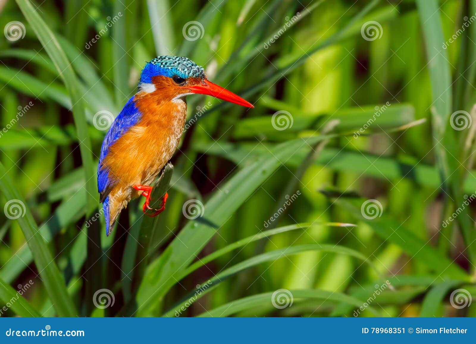malachite kingfisher perched amongst reeds